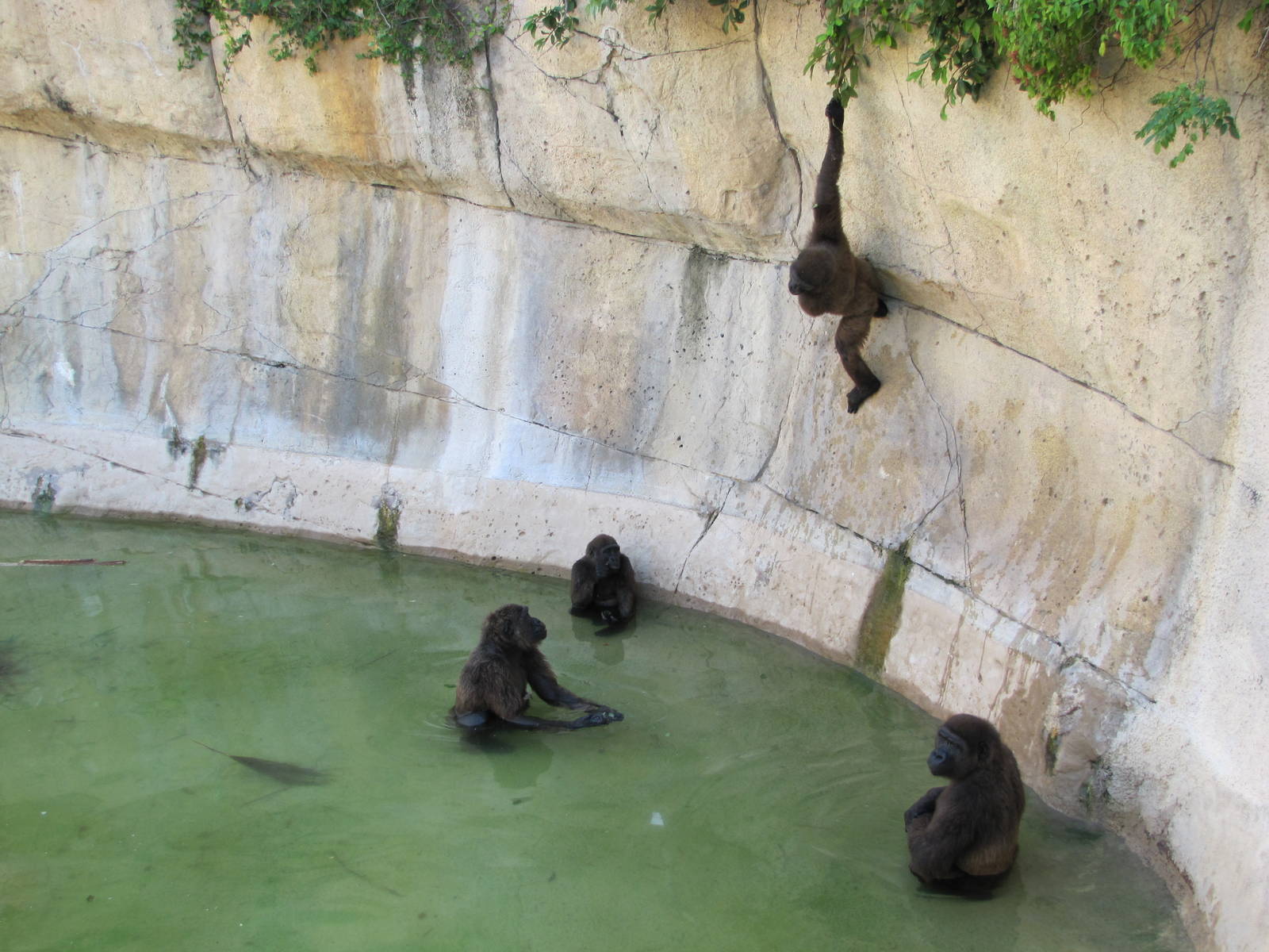 Gladys Porter Zoo 2010 - I thought that I was about to witness an escape