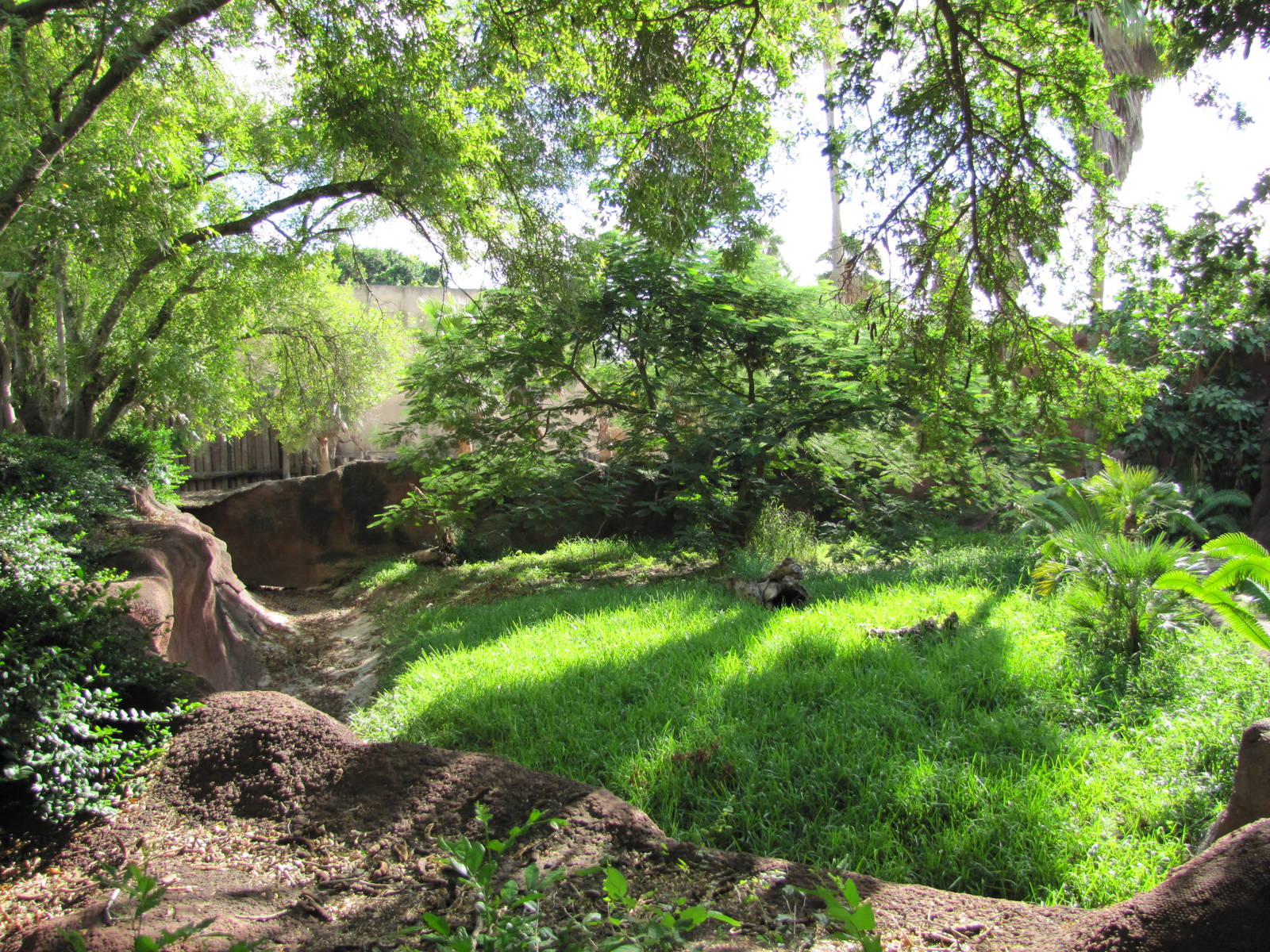 Gladys Porter Zoo 2010 - Jentinks Duiker exhibit