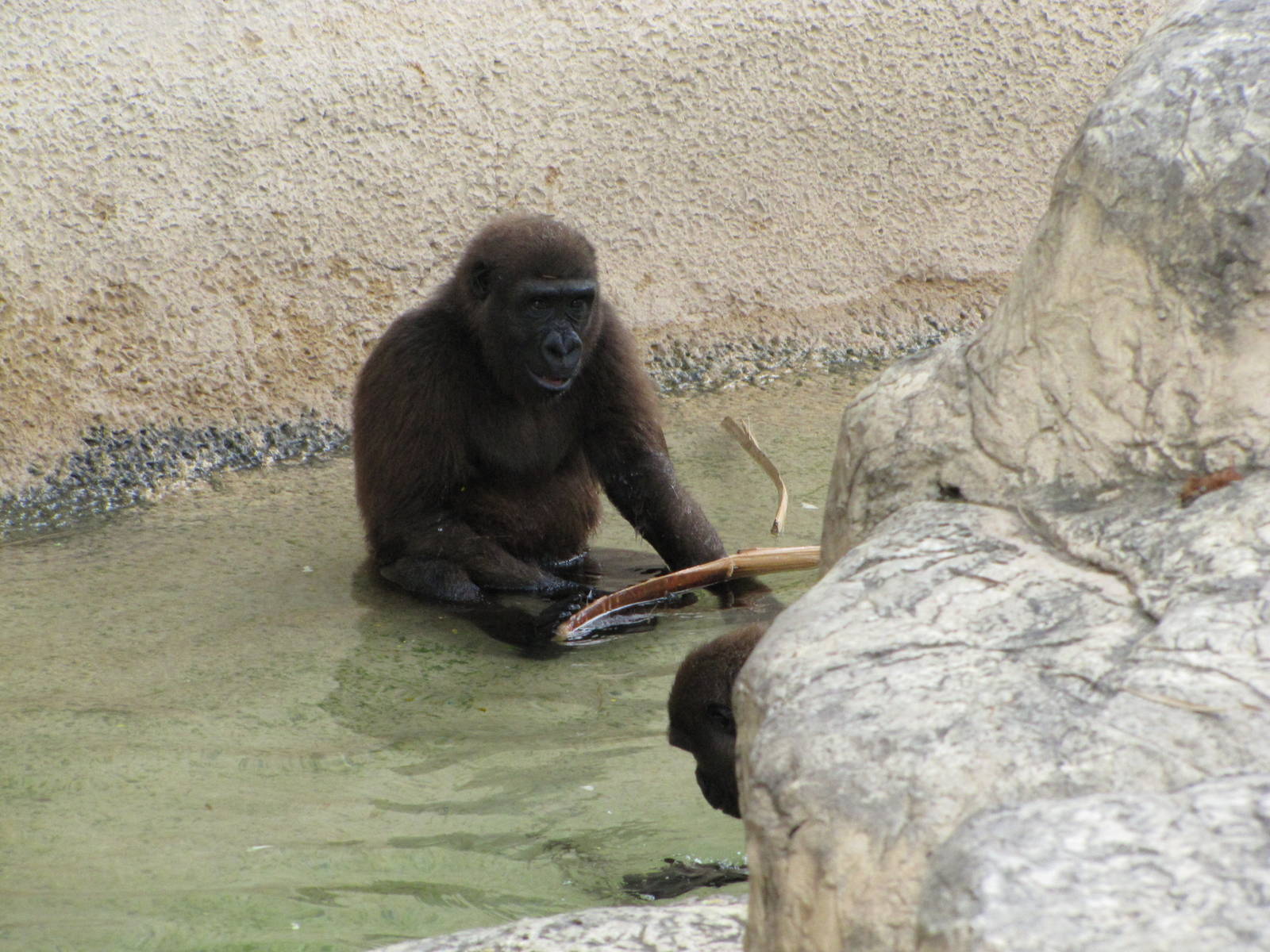 Gladys Porter Zoo 2010 - Jolly Gorillas at play in the water