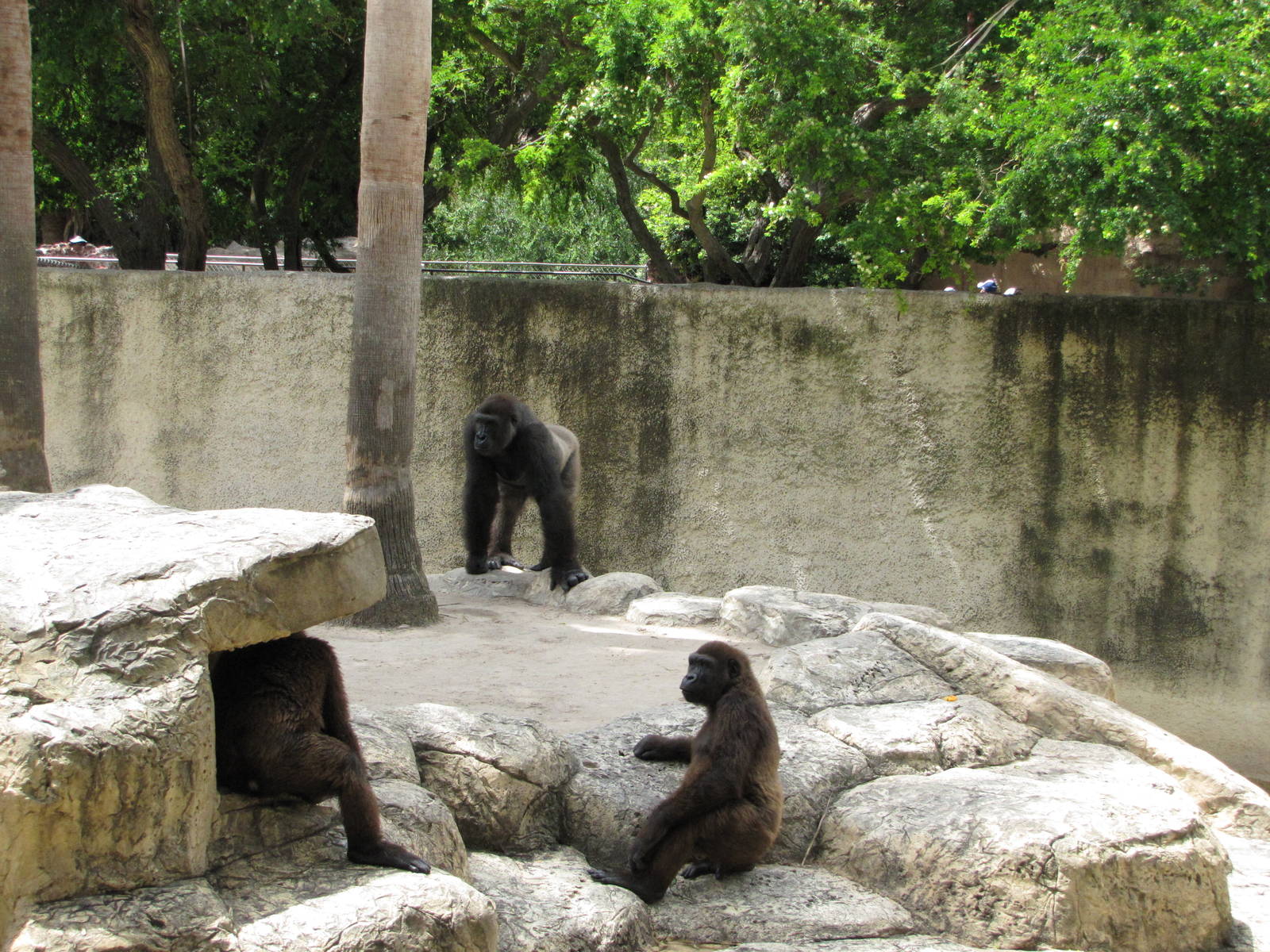 Gladys Porter Zoo 2010 - Jolly Gorillas at play