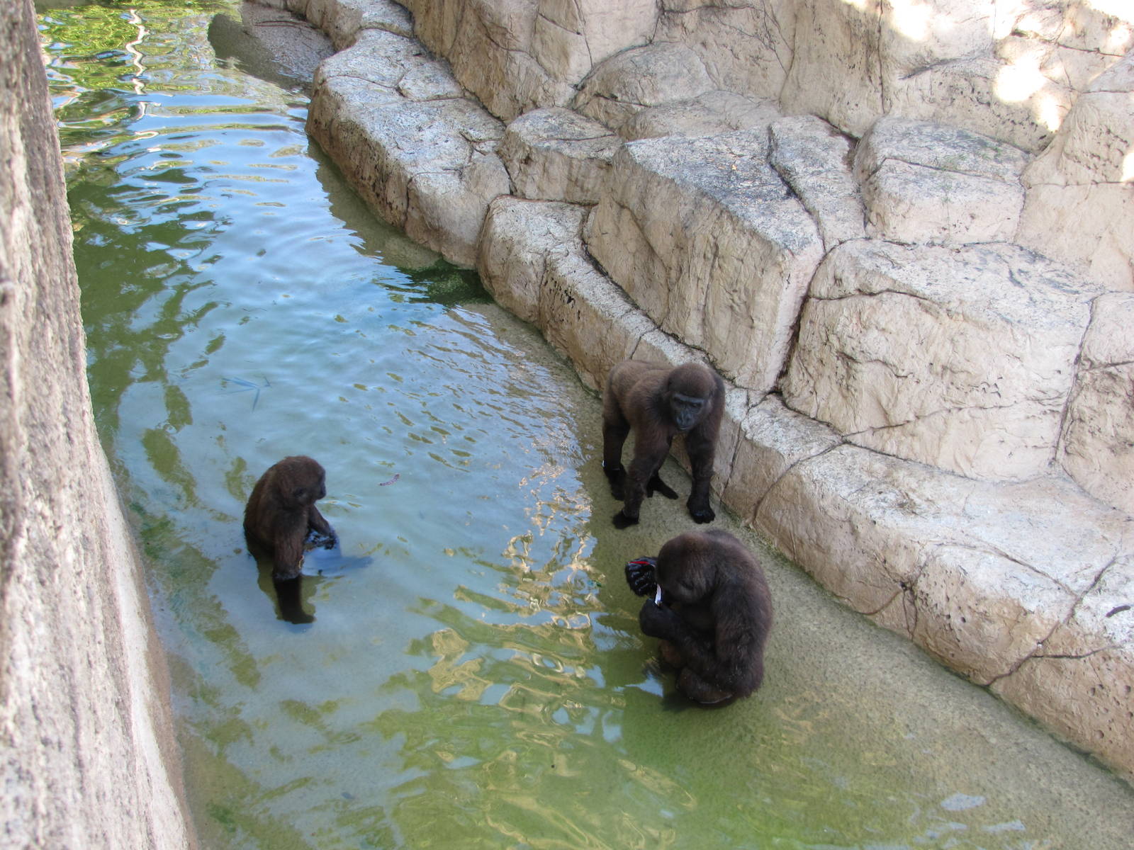Gladys Porter Zoo 2010 - Jolly Gorillas at play