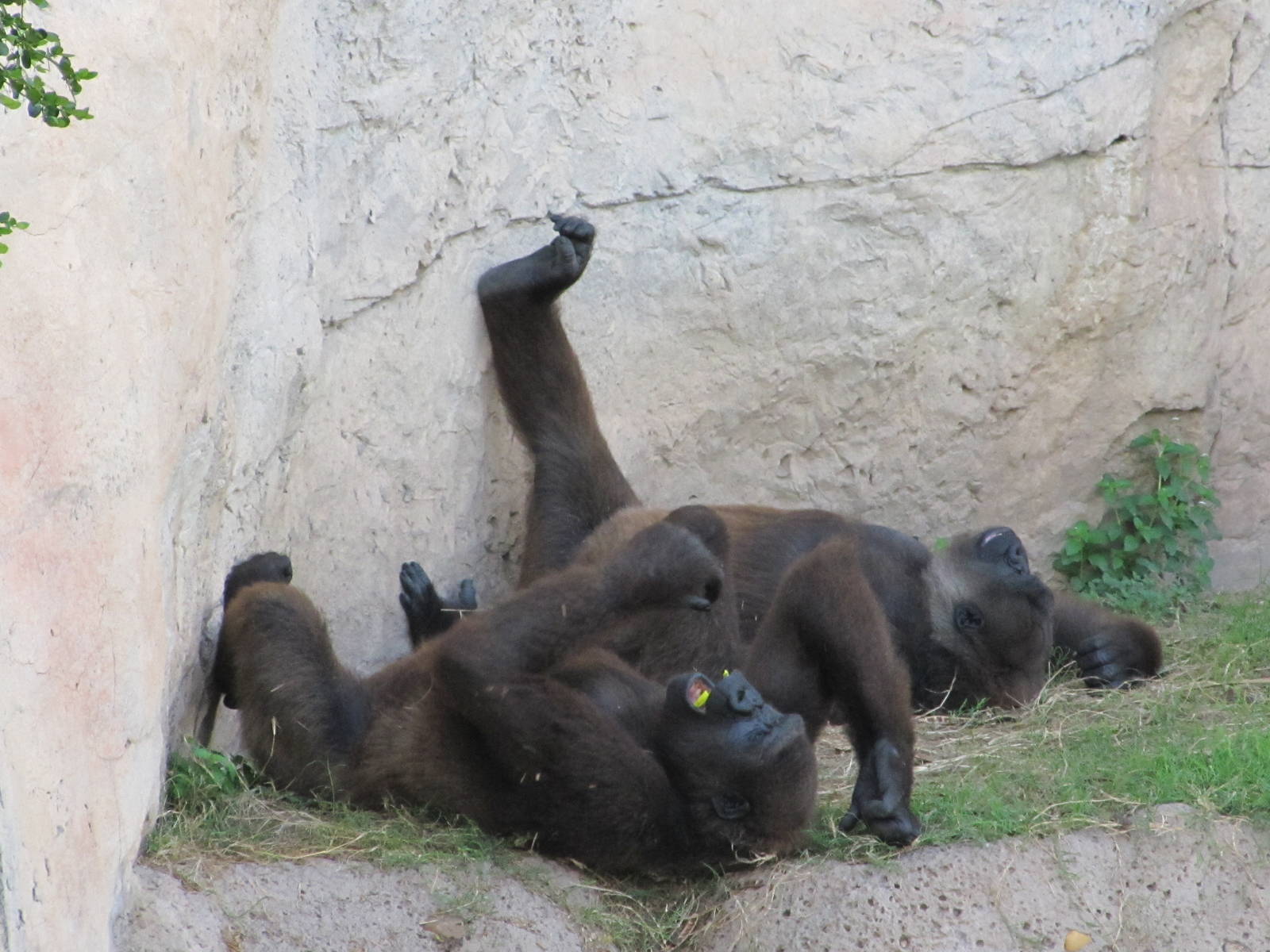 Gladys Porter Zoo 2010 - Jolly Gorillas