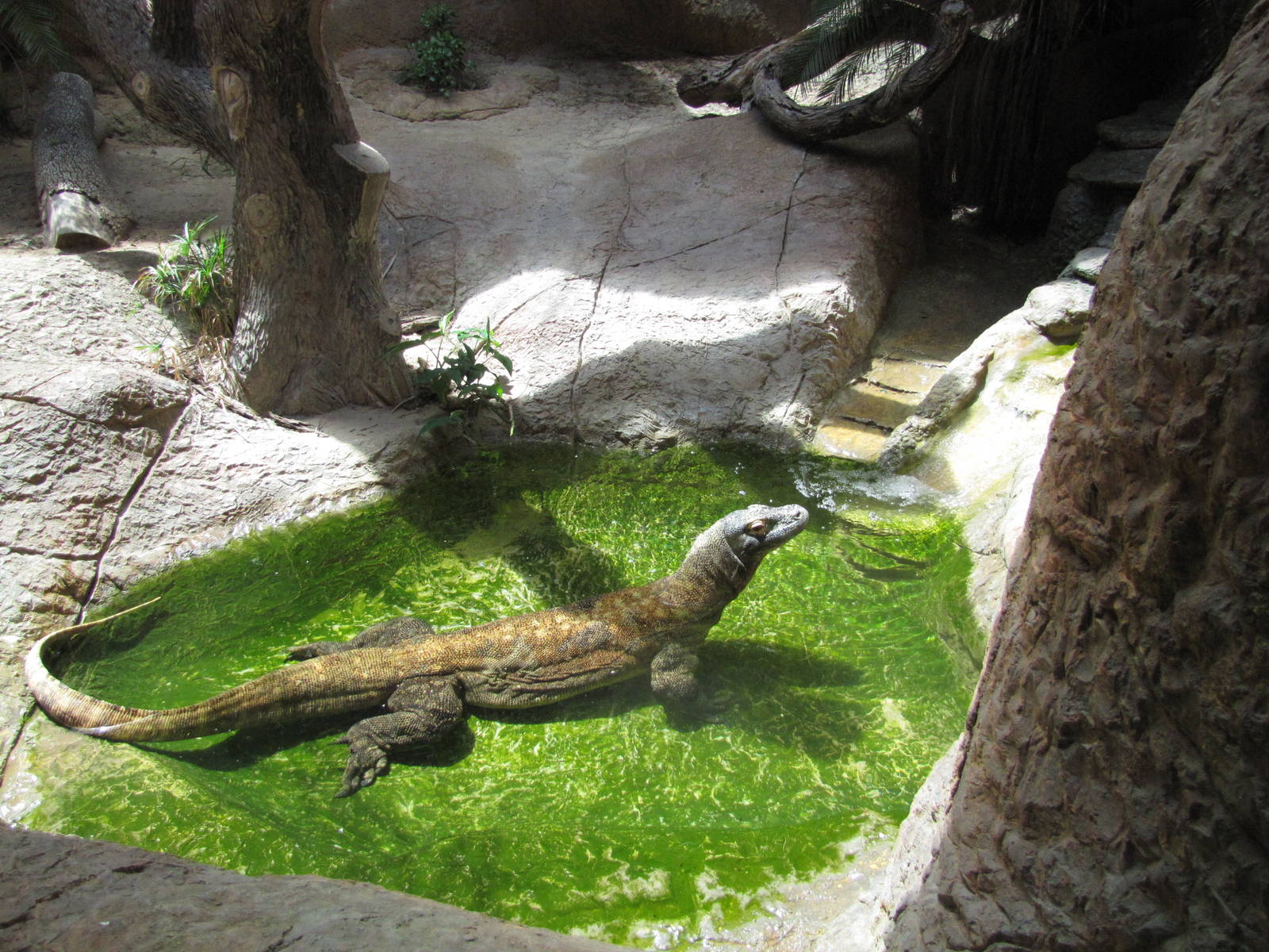 Gladys Porter Zoo 2010 - Komodo Dragon