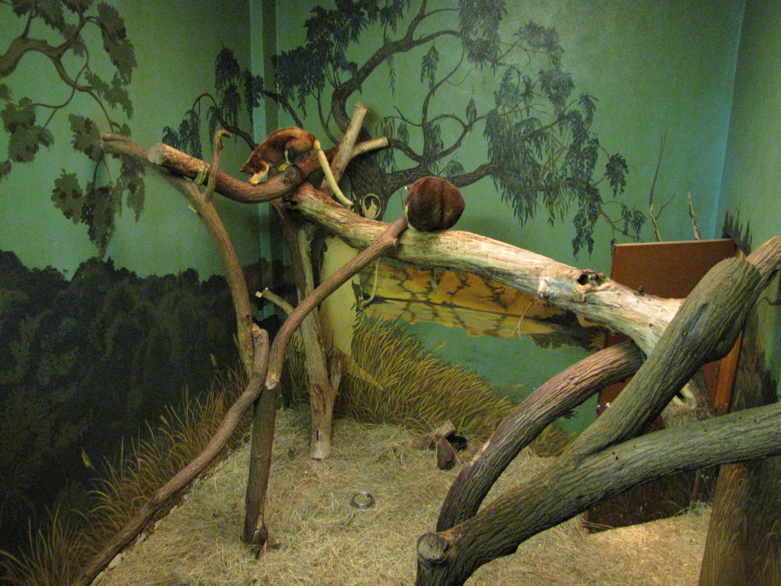 Gladys Porter Zoo 2010 - Matschies Tree Kangaroo exhibit