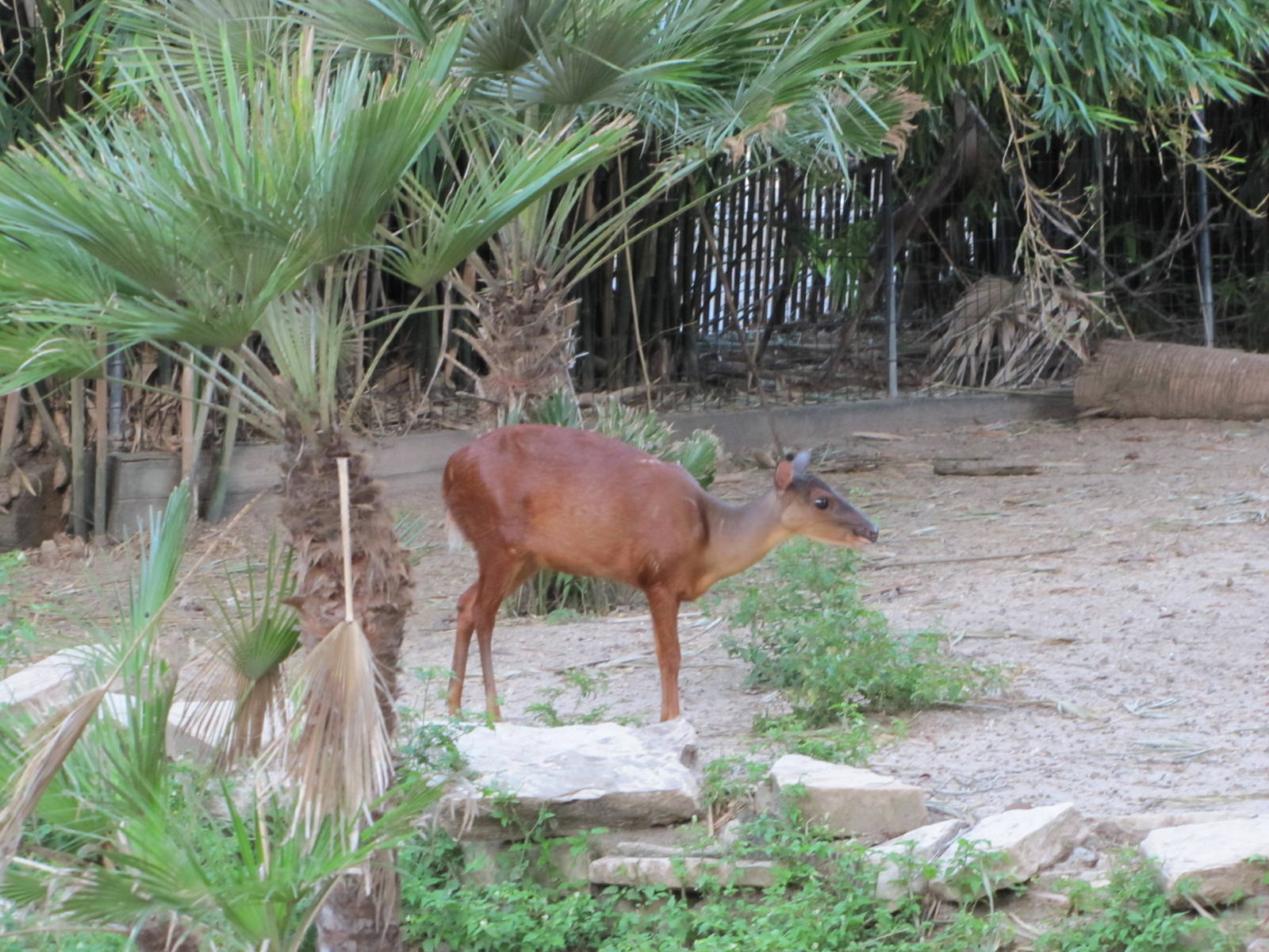 Gladys Porter Zoo 2010 - Mexican Red Brocket Deer