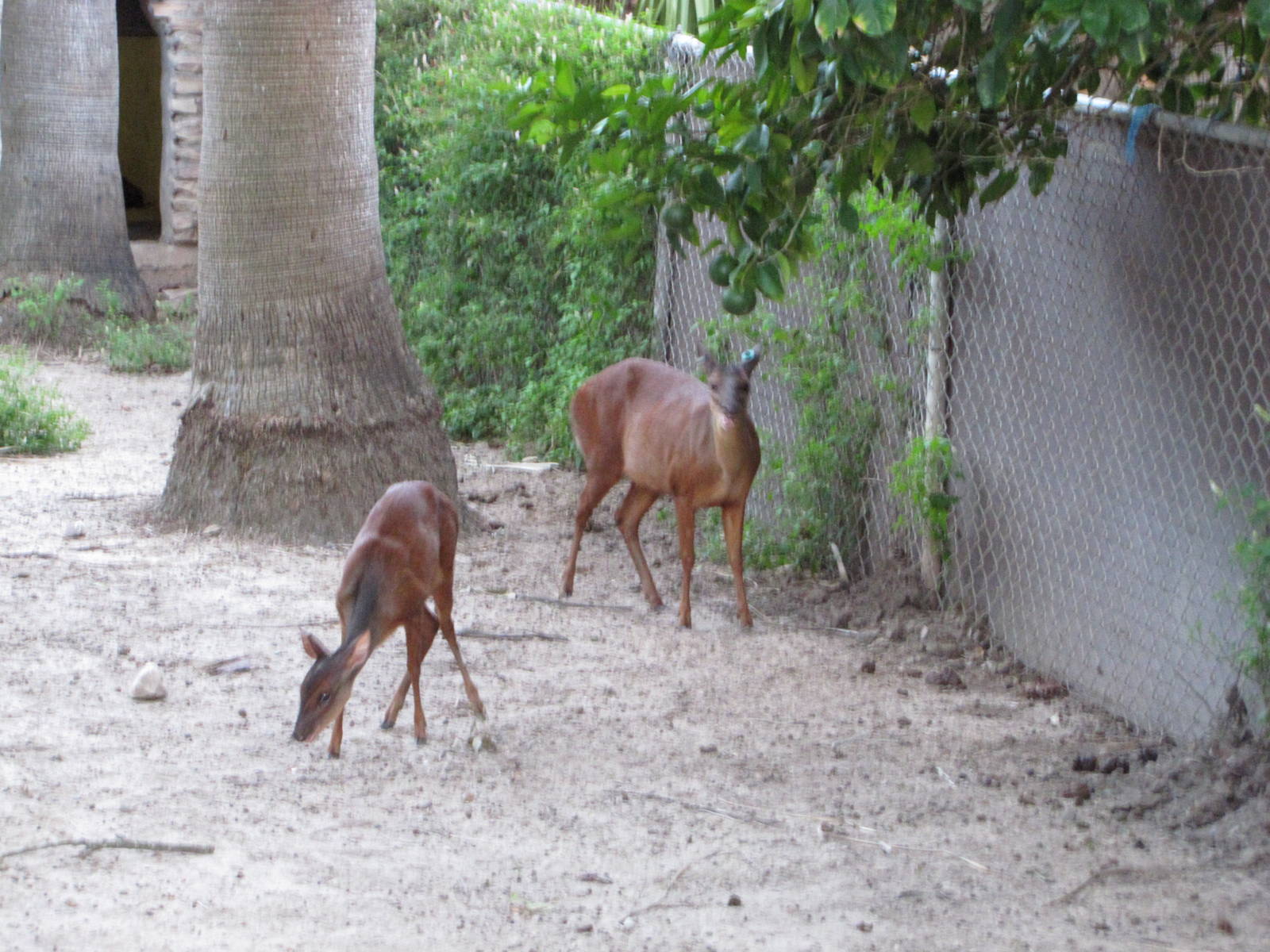 Gladys Porter Zoo 2010 - Mexican Red Brocket Deer