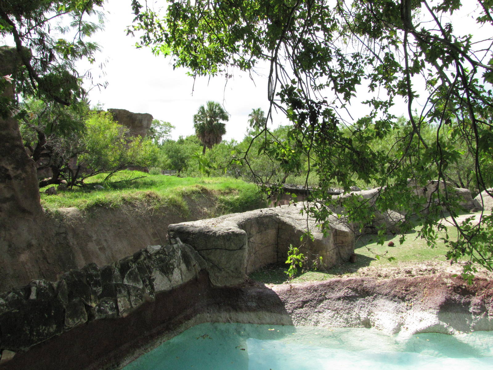 Gladys Porter Zoo 2010 - Moat between predator and prey