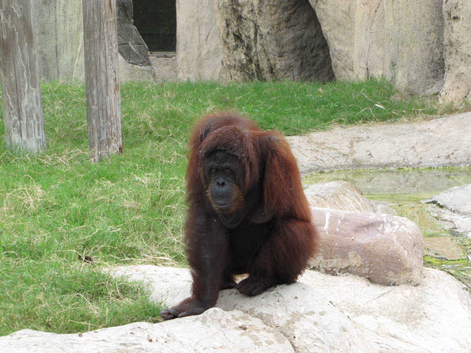 Gladys Porter Zoo 2010 - Orangutan missing an arm