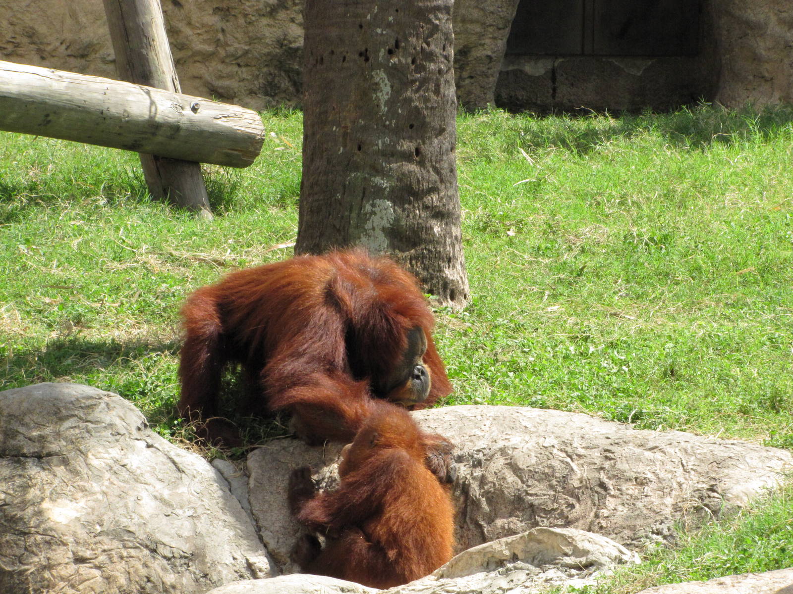 Gladys Porter Zoo 2010 - Orangutans at play