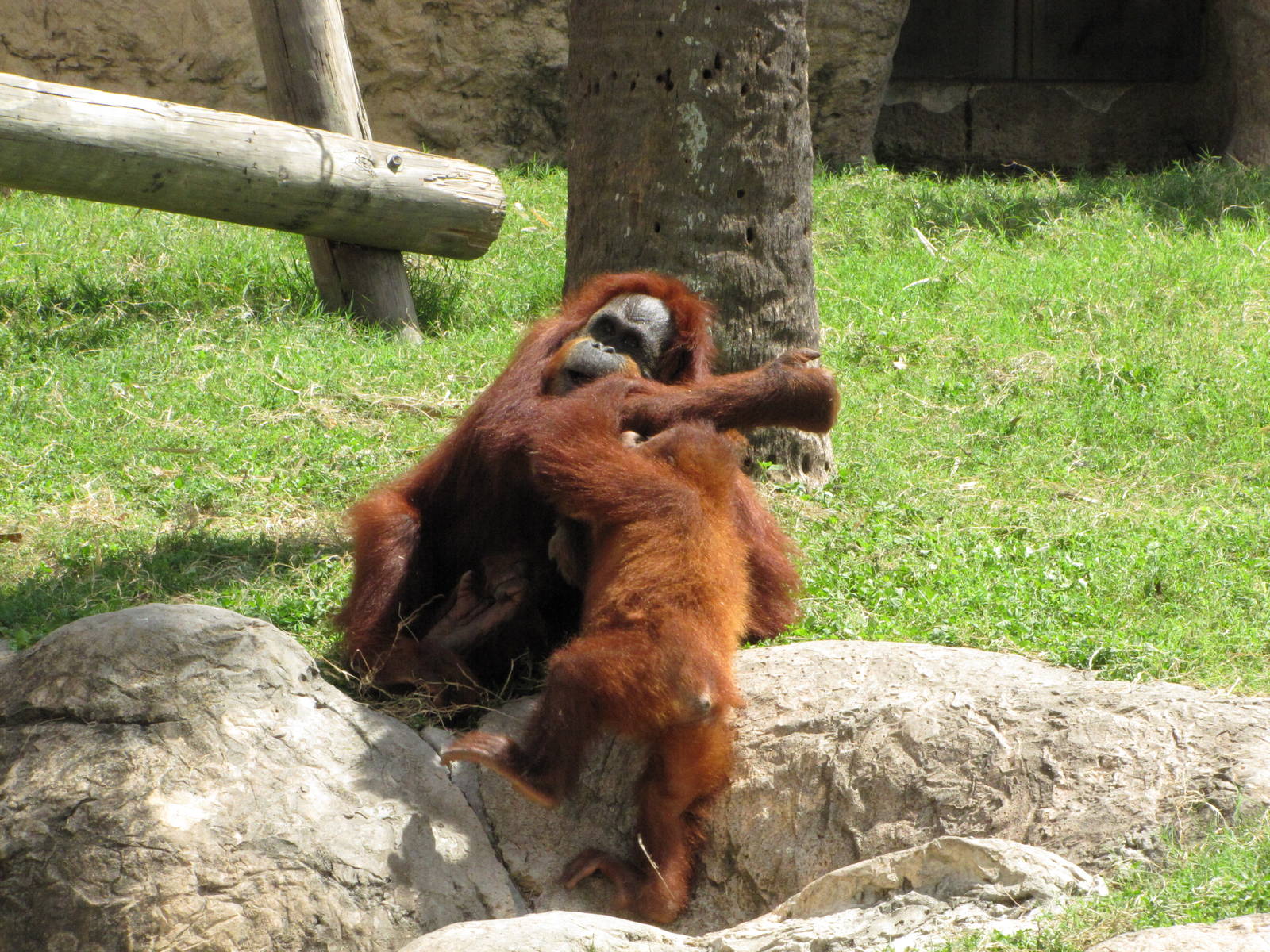 Gladys Porter Zoo 2010 - Orangutans at play
