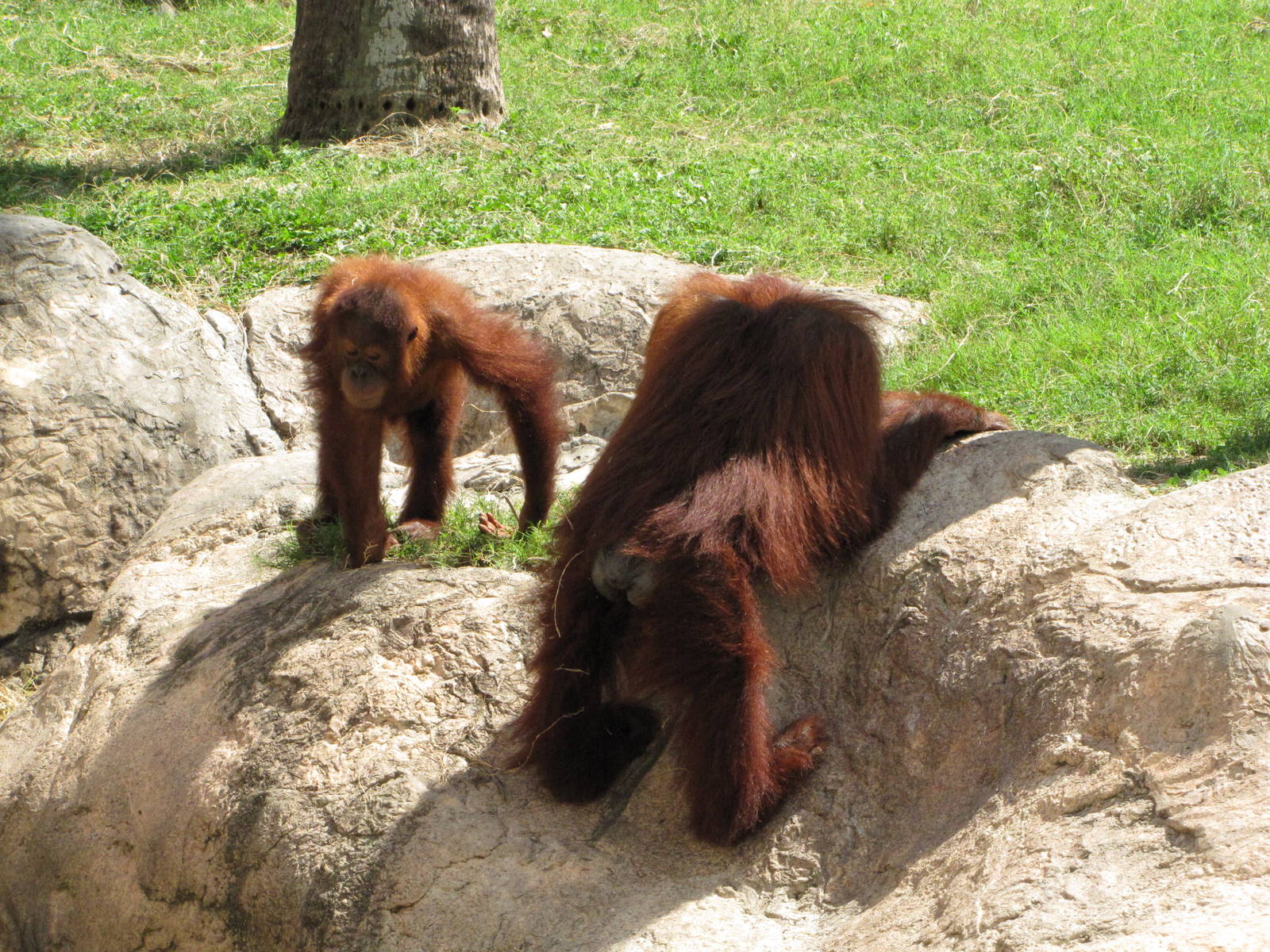 Gladys Porter Zoo 2010 - Orangutans at play