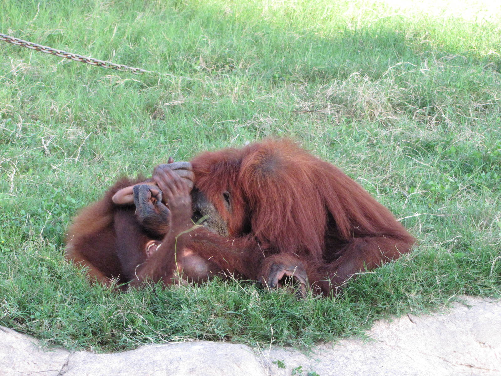 Gladys Porter Zoo 2010 - Orangutans at play