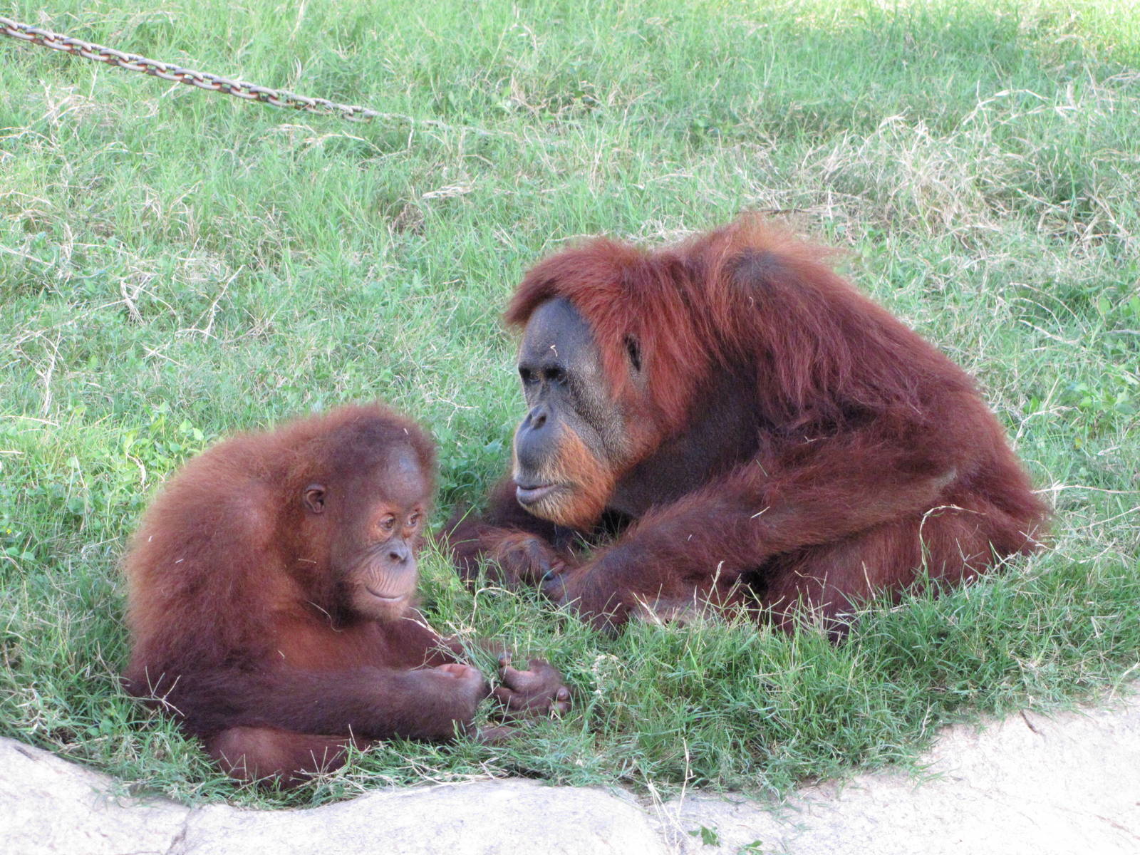 Gladys Porter Zoo 2010 - Orangutans at play