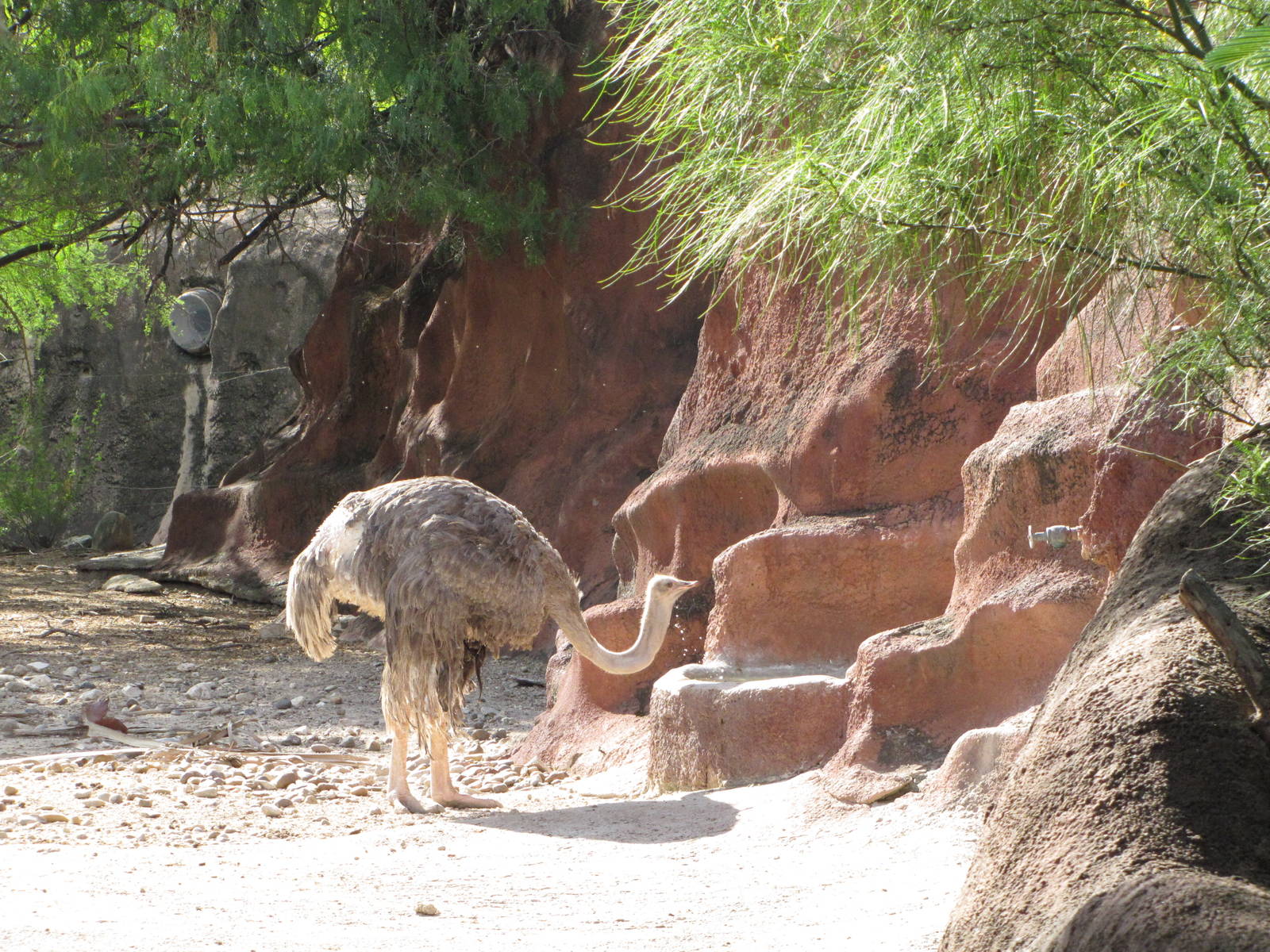 Gladys Porter Zoo 2010 - Ostrich
