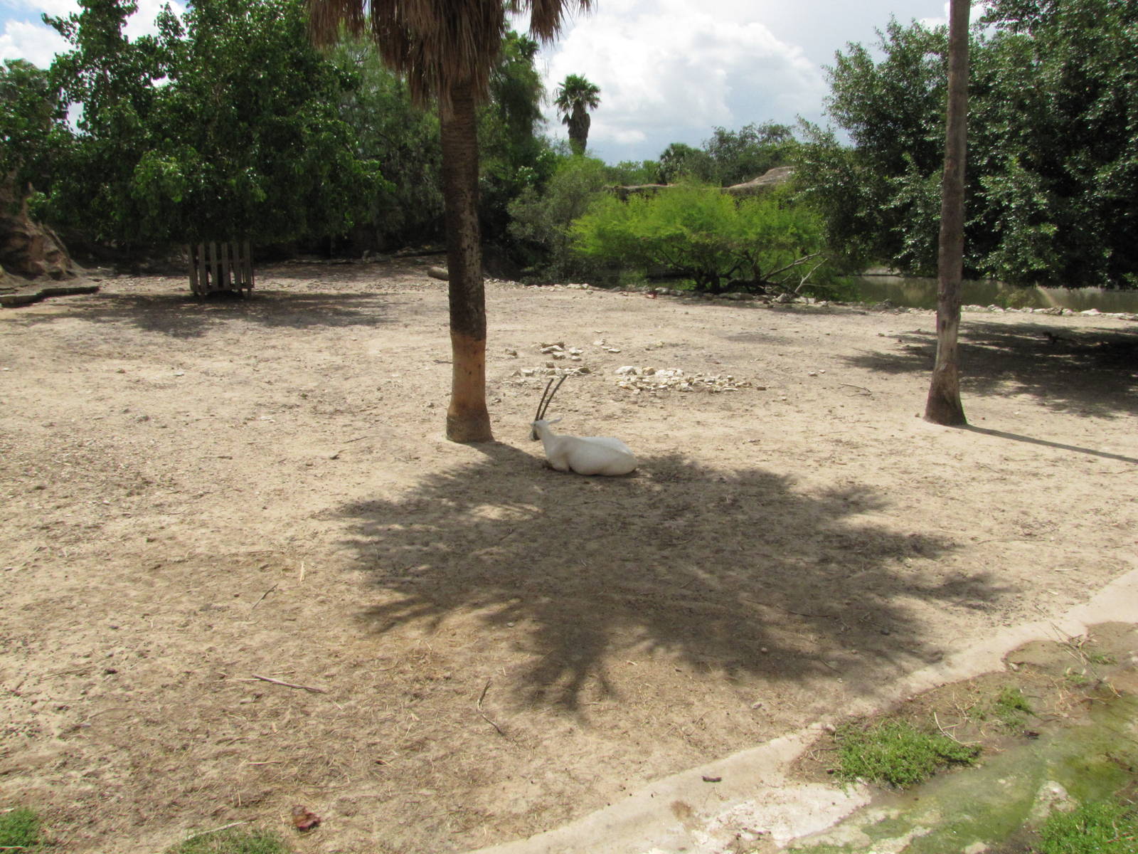 Gladys Porter Zoo 2010 - Part of another Arabian Oryx exhibit