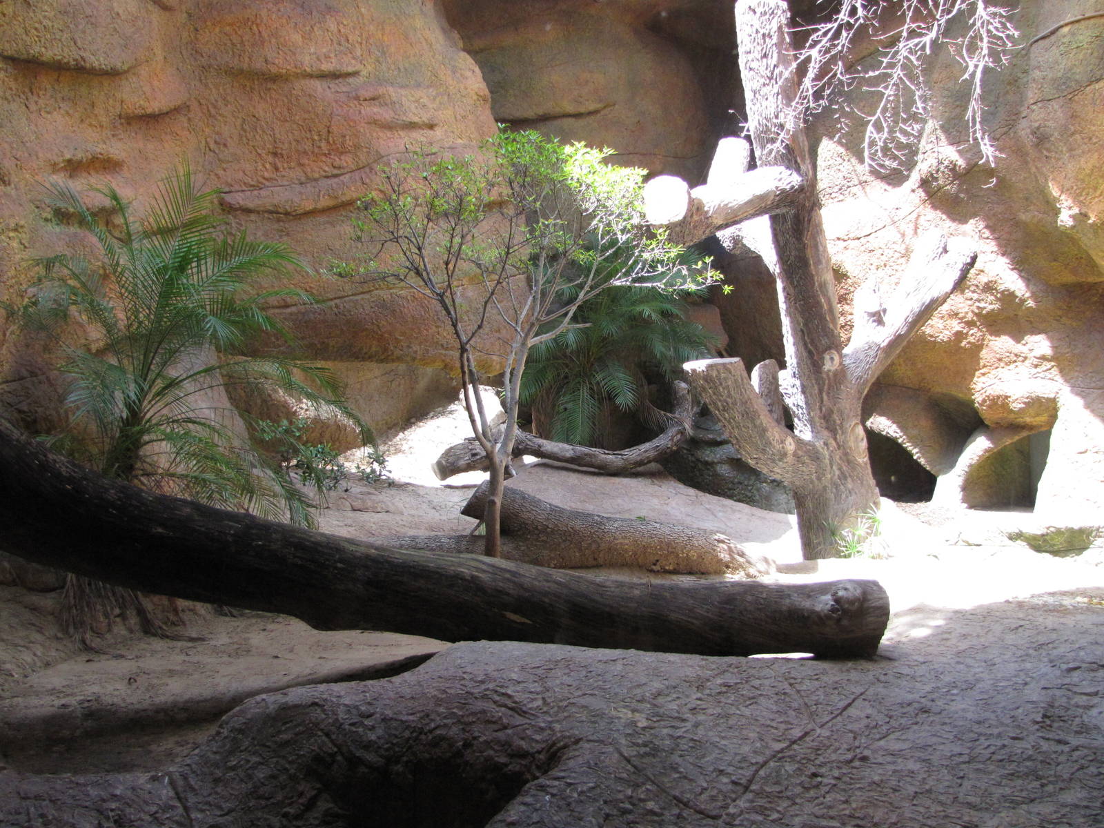 Gladys Porter Zoo 2010 - Part of Komodo Dragon exhibit