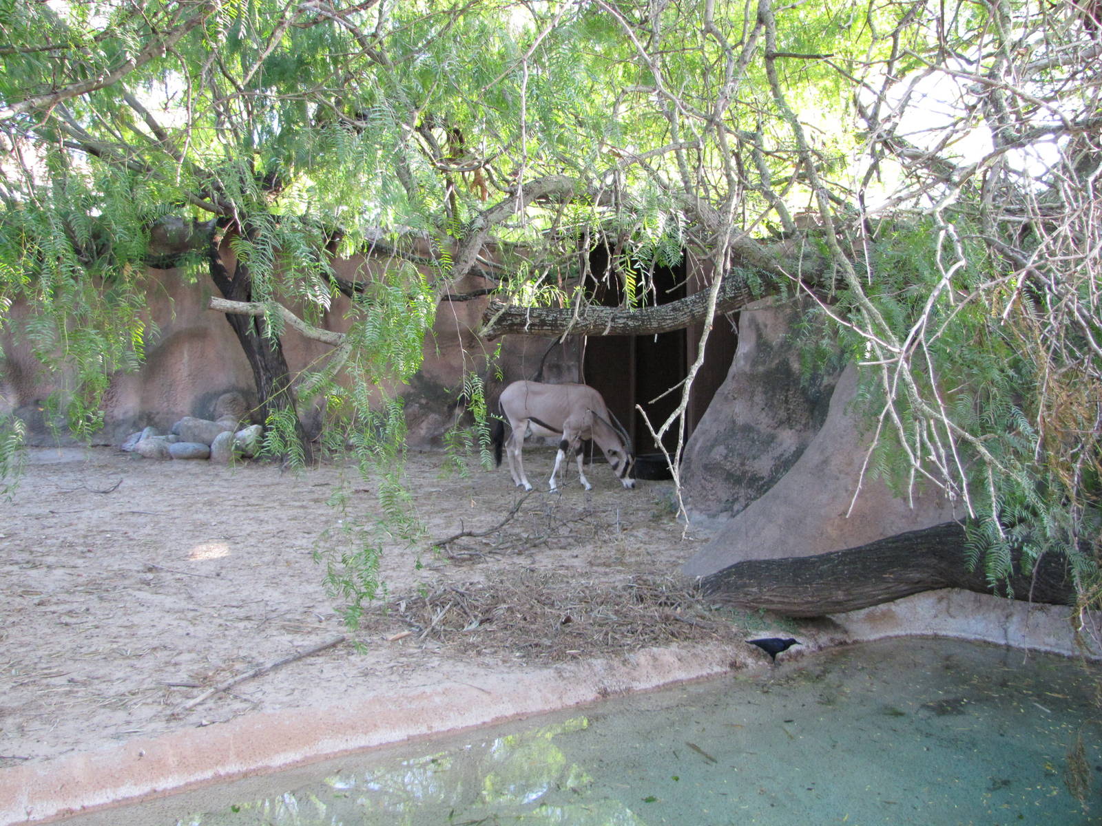 Gladys Porter Zoo 2010 - Part of the Beisa Oryx exhibit