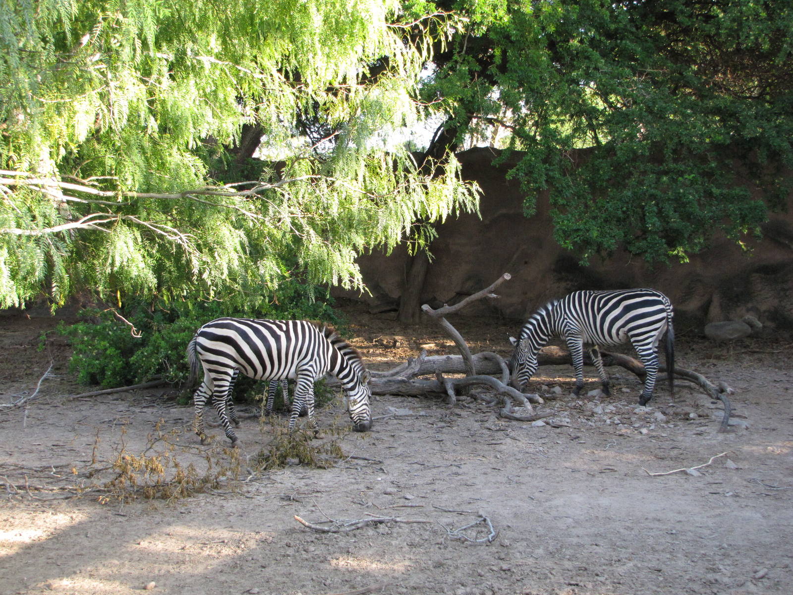Gladys Porter Zoo 2010 - Part of the Grants Zebra exhibit