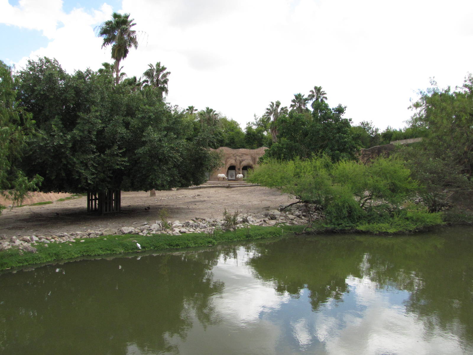 Gladys Porter Zoo 2010 - Part of the large Arabian Oryx exhibit