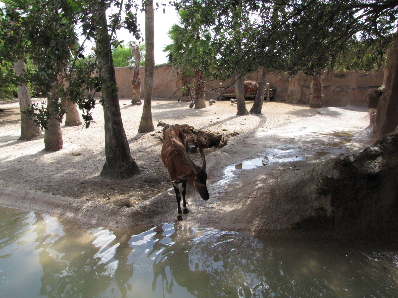 Gladys Porter Zoo 2010 - Part of the large Bongo exhibit