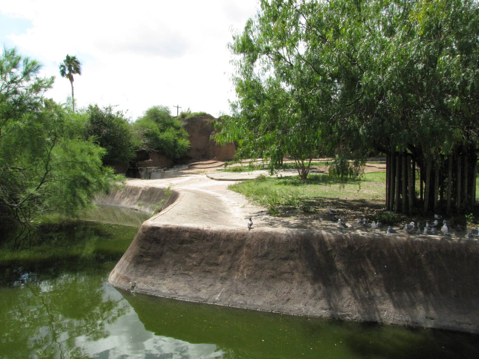 Gladys Porter Zoo 2010 - Part of the large Przewalskis Horse exhibit