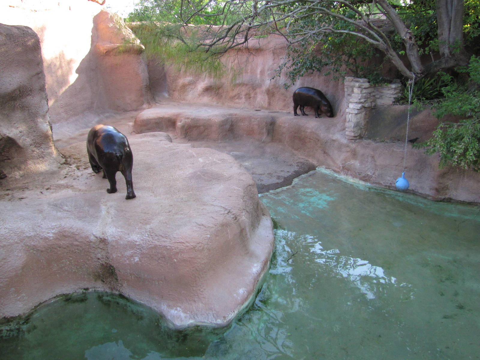 Gladys Porter Zoo 2010 - Part of the Pigmy Hippopotamus exhibit