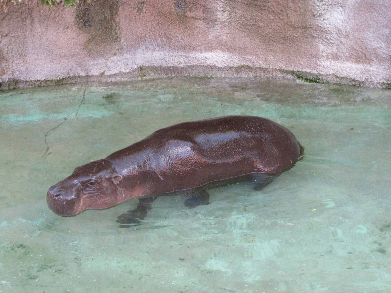 Gladys Porter Zoo 2010 - Pigmy Hippopotamus in the water