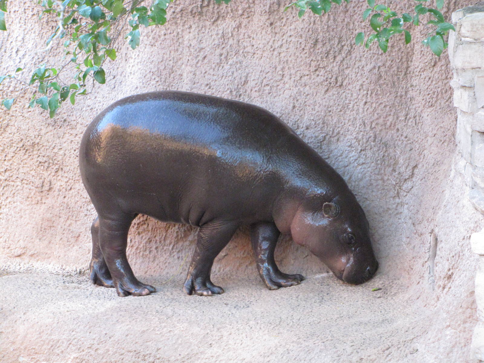 Gladys Porter Zoo 2010 - Pigmy Hippopotamus on land