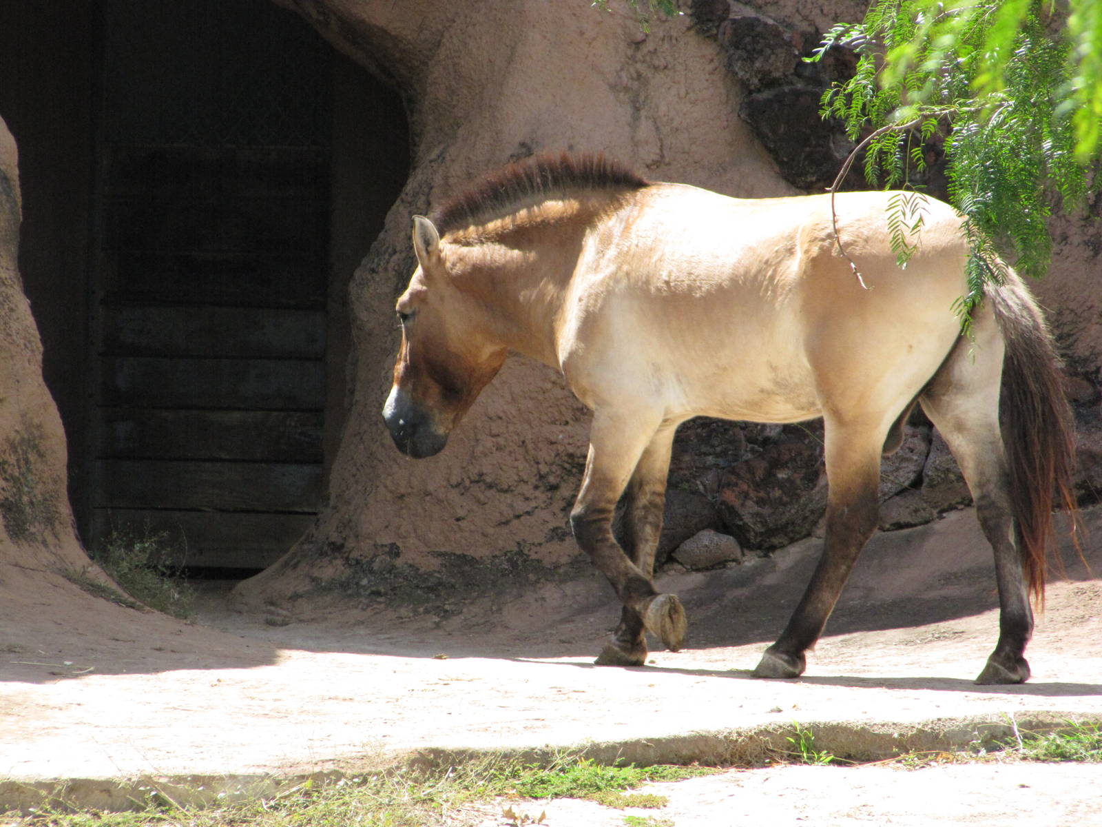 Gladys Porter Zoo 2010 - Przewalskis Horse