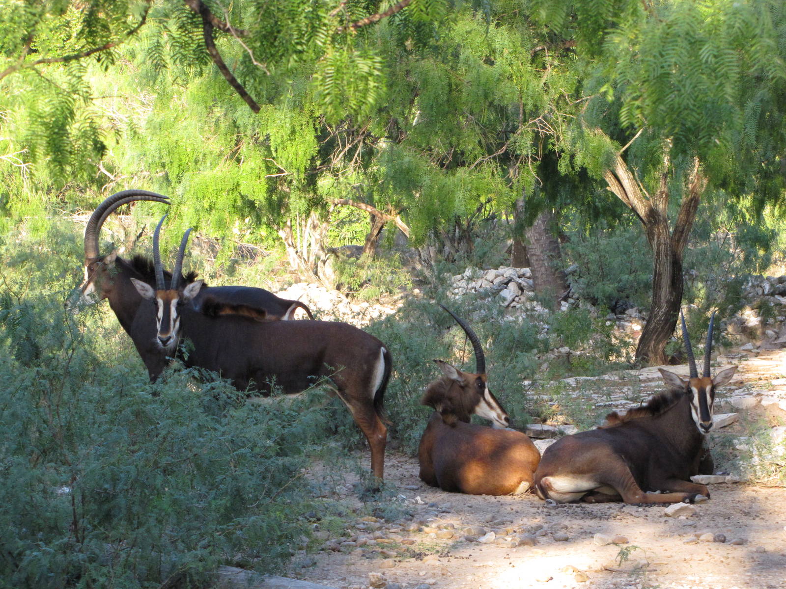 Gladys Porter Zoo 2010 - Sable Antelopes