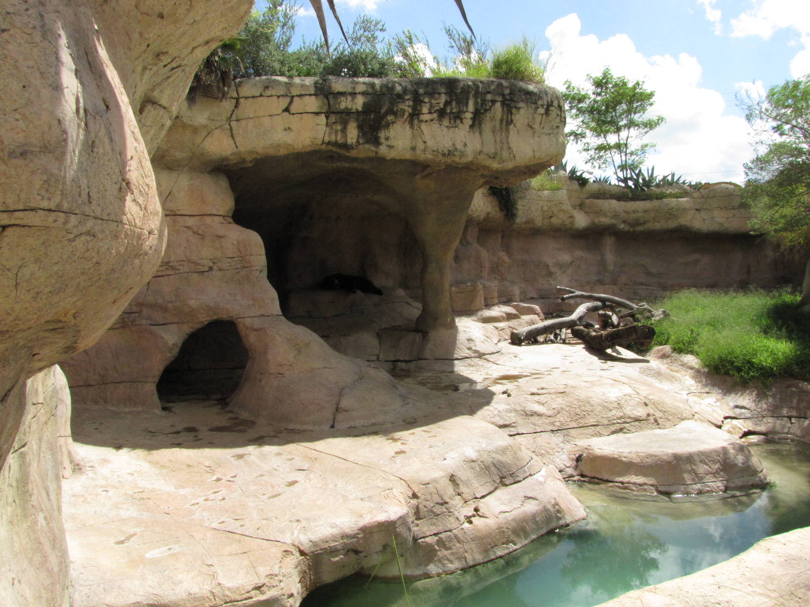 Gladys Porter Zoo 2010 - Spectacled Bear exhibit
