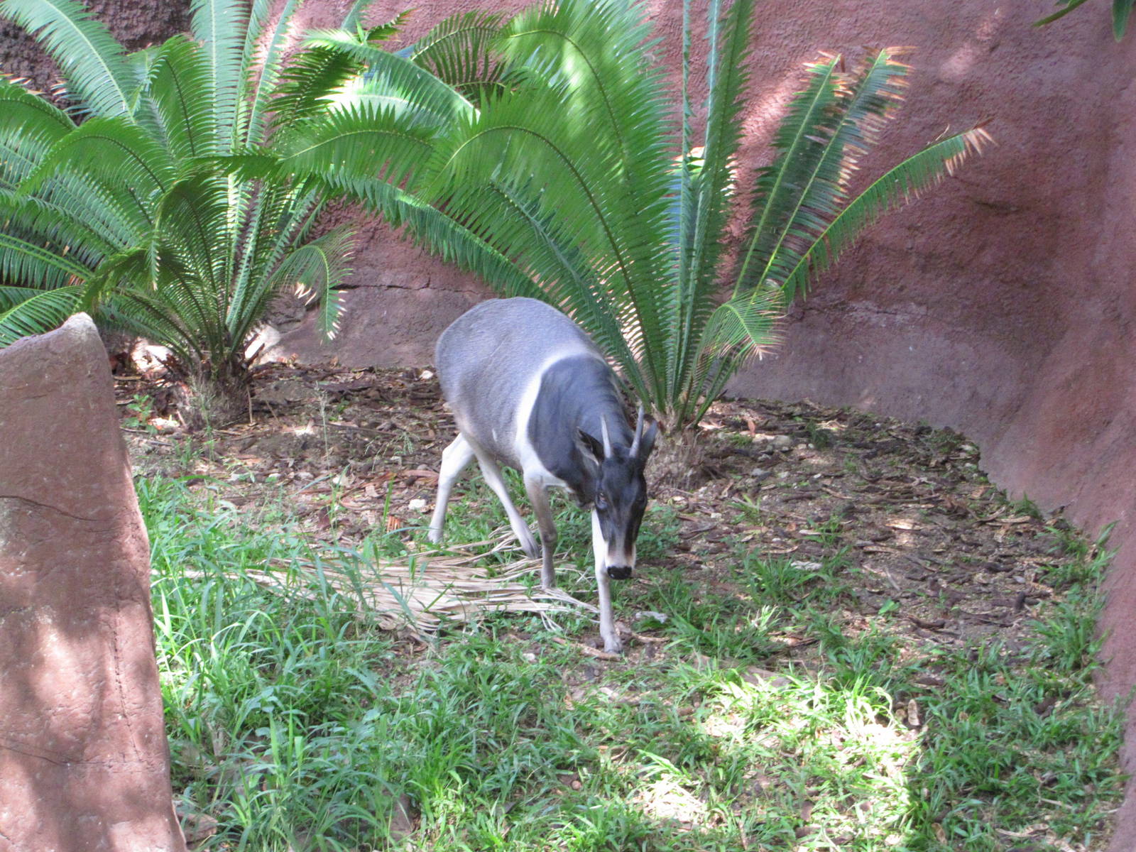 Gladys Porter Zoo 2010 - The Gem of Brownsville