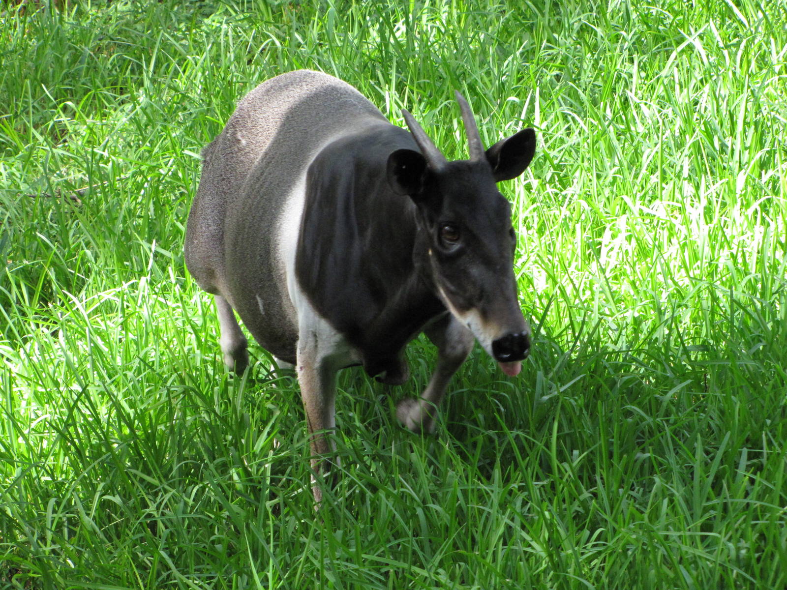 Gladys Porter Zoo 2010 - The Gem of Brownsville