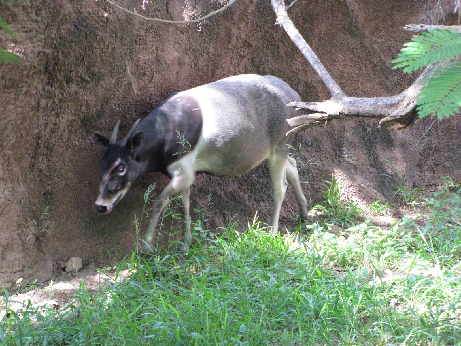 Gladys Porter Zoo 2010 - The Gem of Brownsville