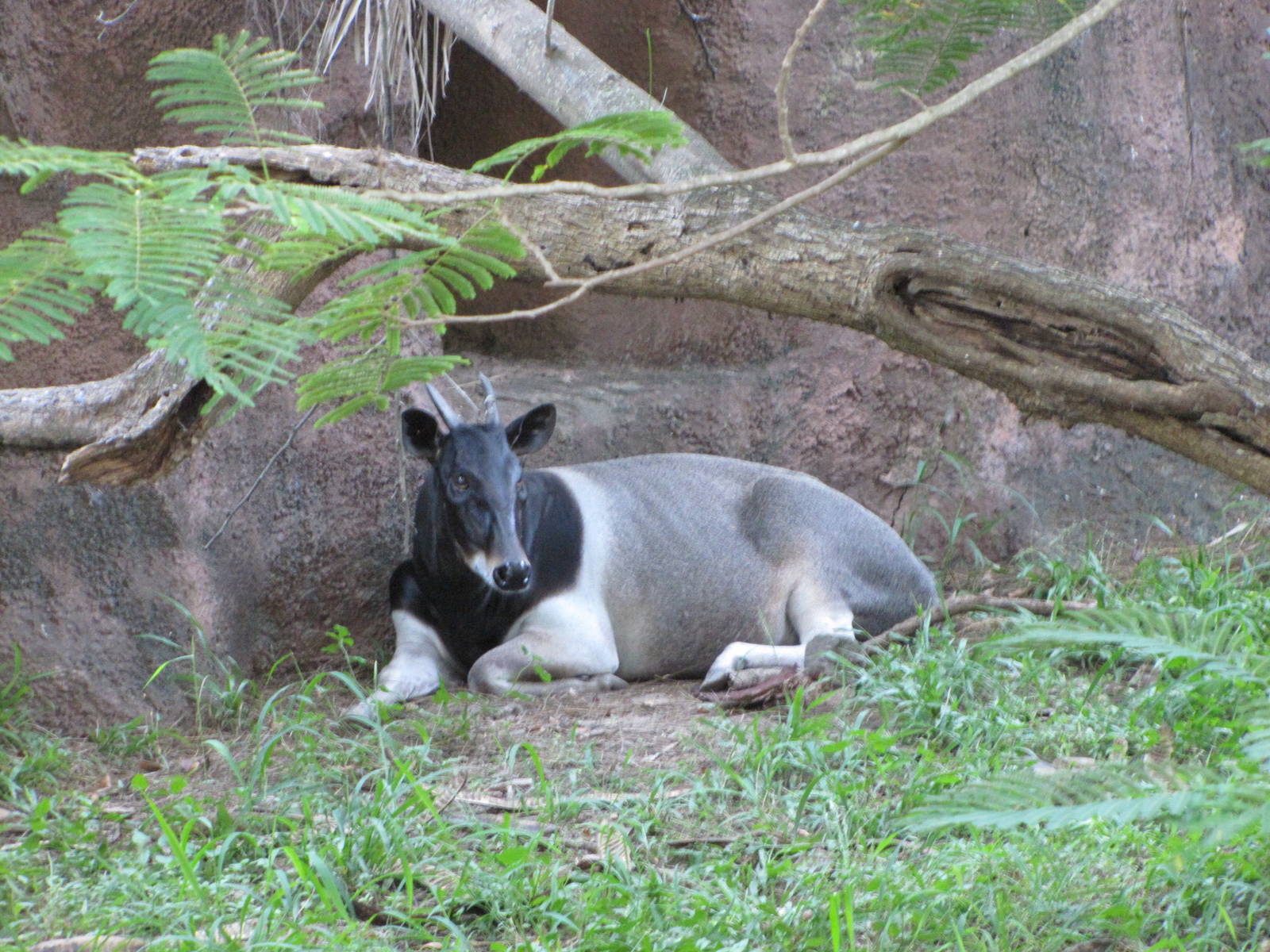 Gladys Porter Zoo 2010 - The last sight of the Gem of Brownsville