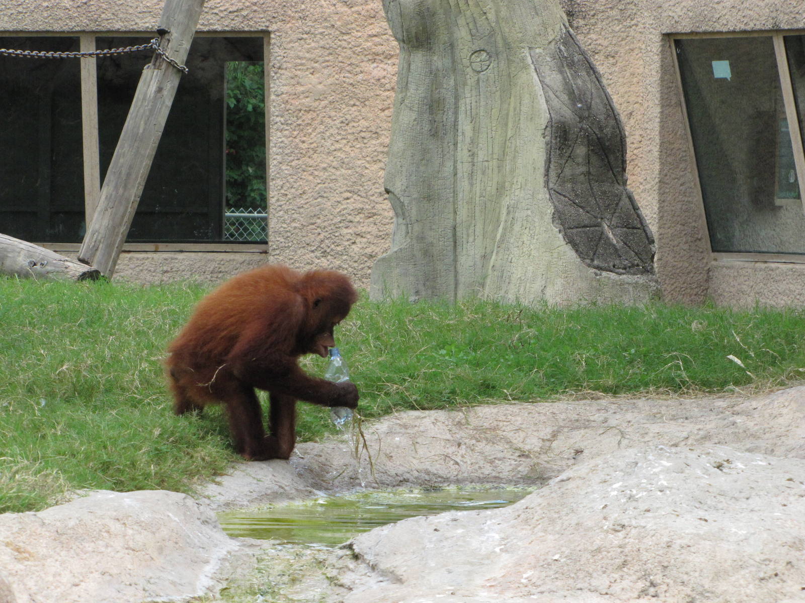 Gladys Porter Zoo 2010 - What do you do with a bottle? You drink from it
