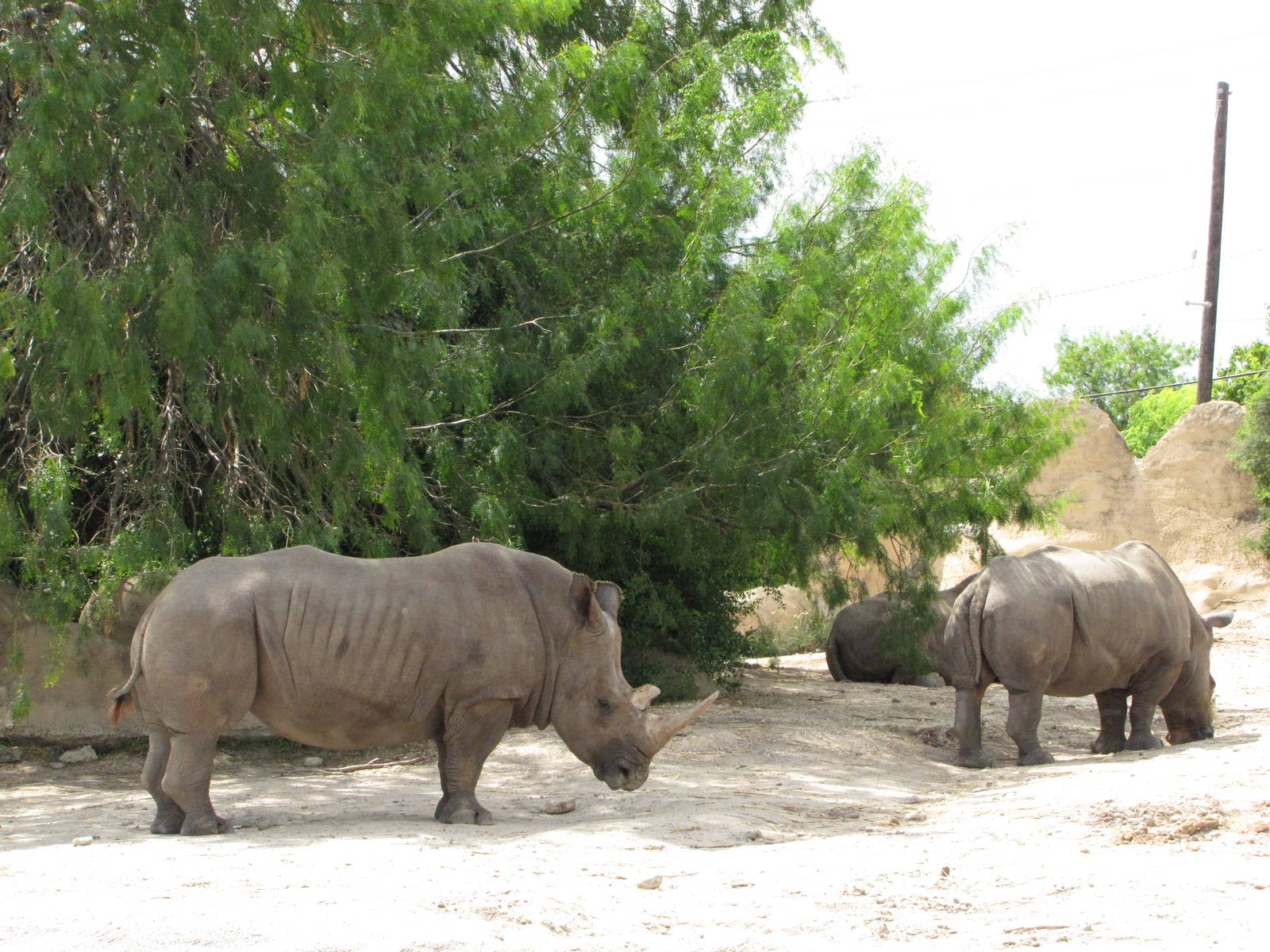 Gladys Porter Zoo 2010 - White Rhinoceros