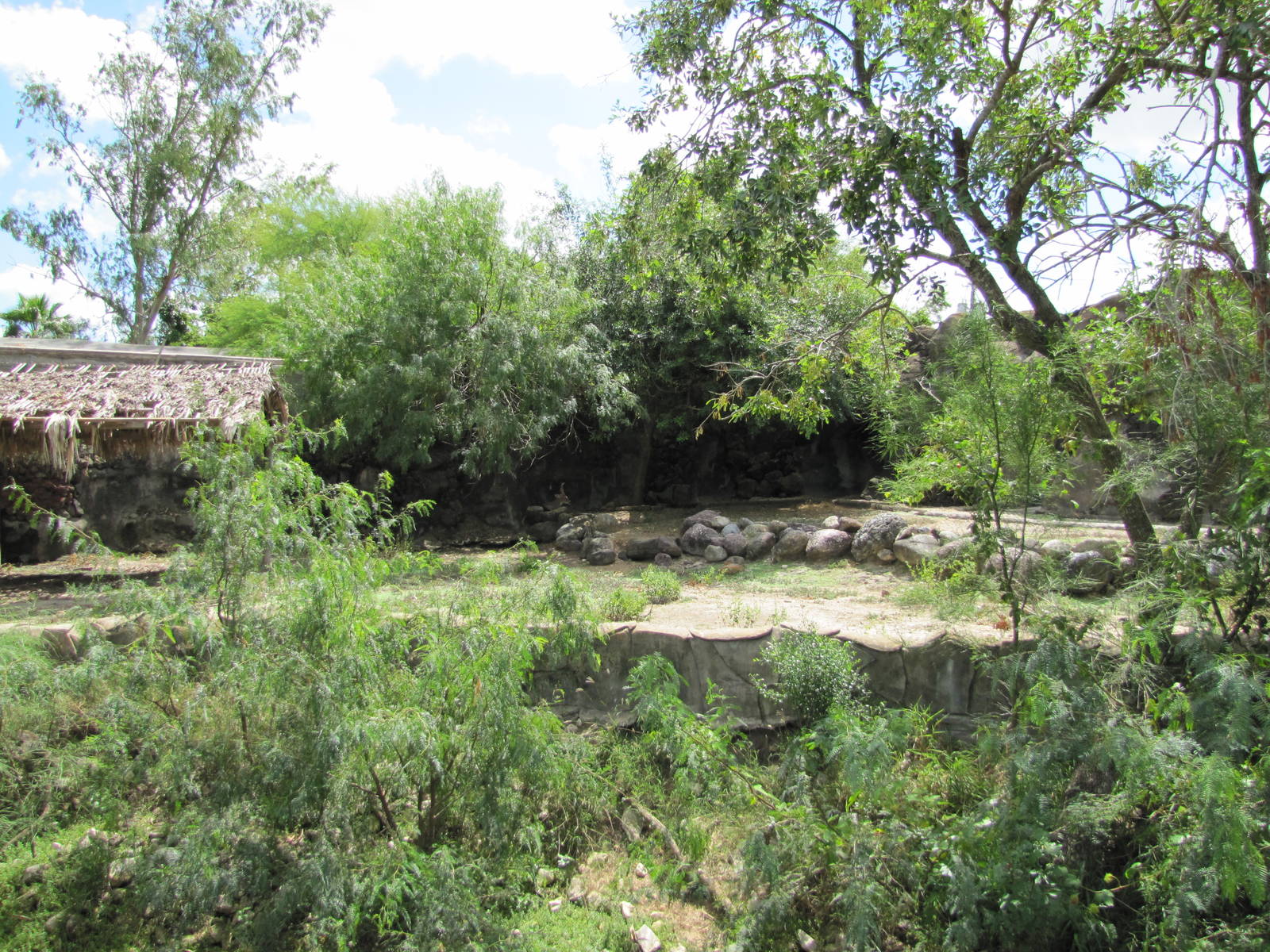 Gladys Porter Zoo 2010 - White-tailed Deer exhibit