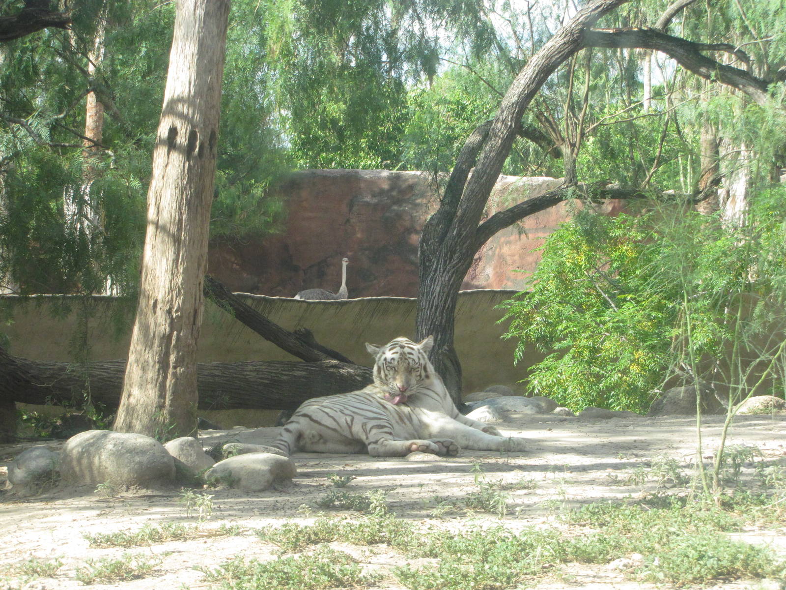 Gladys Porter Zoo 2010 - White Tiger and Ostrich in the background