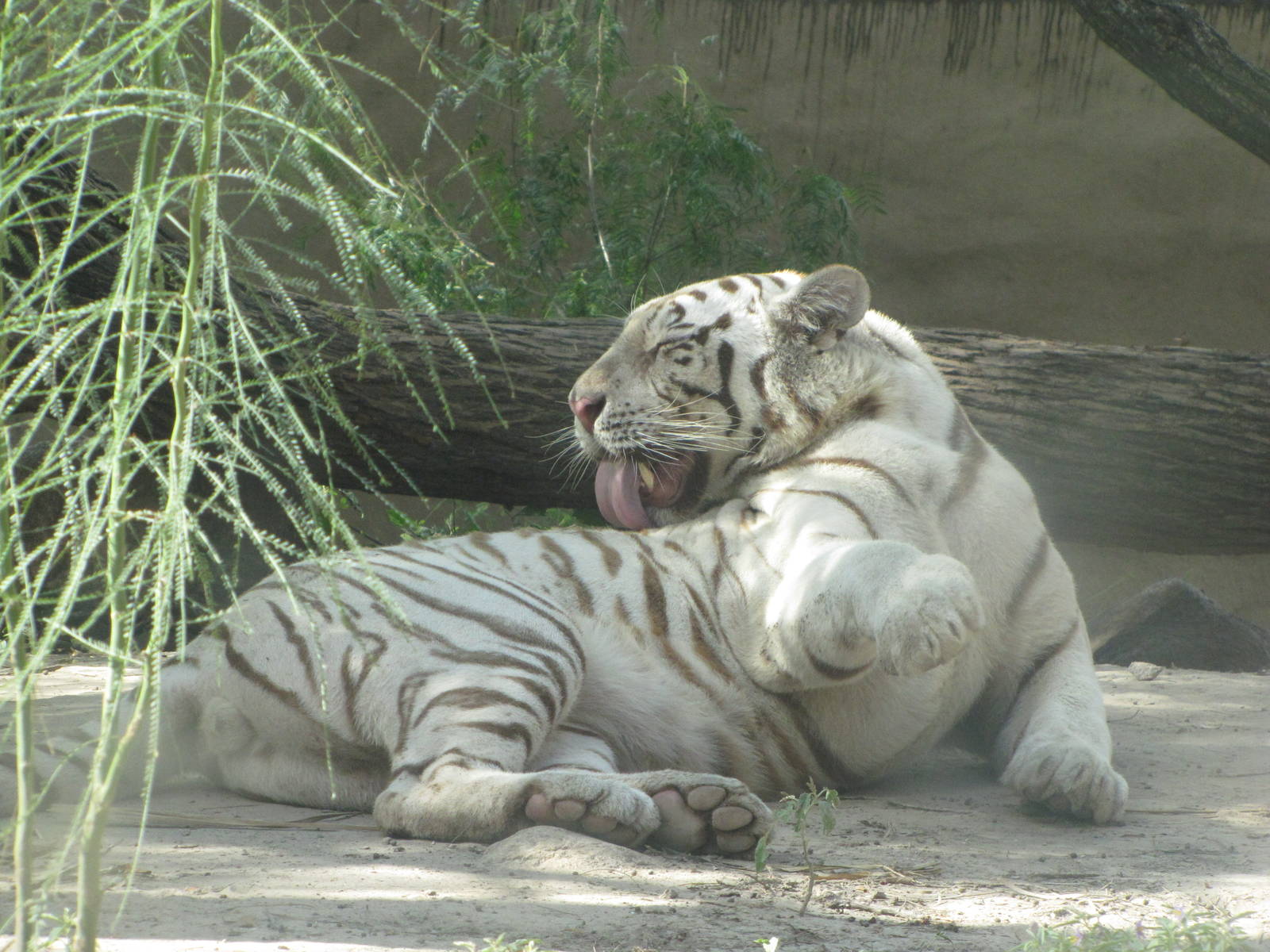 Gladys Porter Zoo 2010 - White Tiger