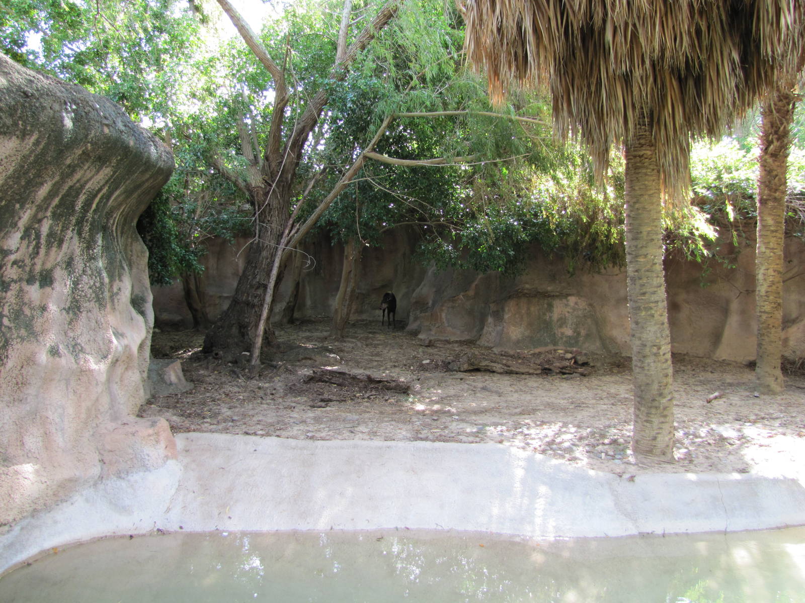 Gladys Porter Zoo 2010 - Yellow-backed Duiker exhibit