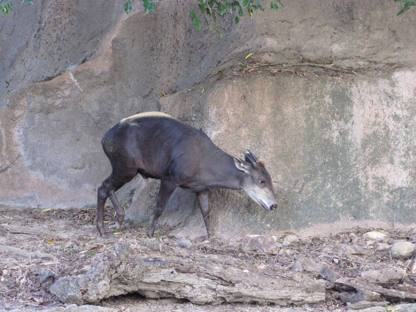 Gladys Porter Zoo 2010 - Yellow-backed Duiker