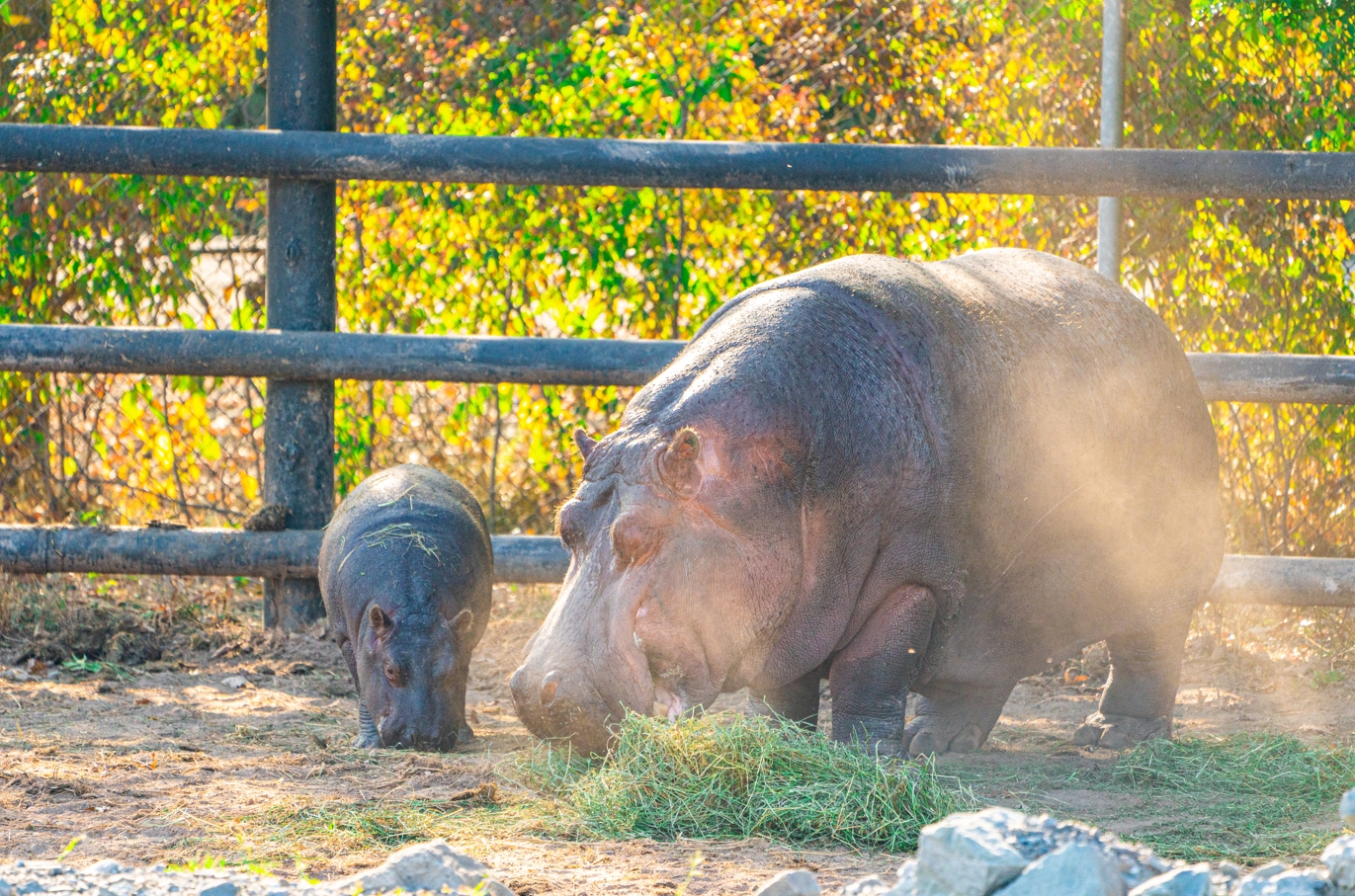 Gladys the female River Hippo and her daughter