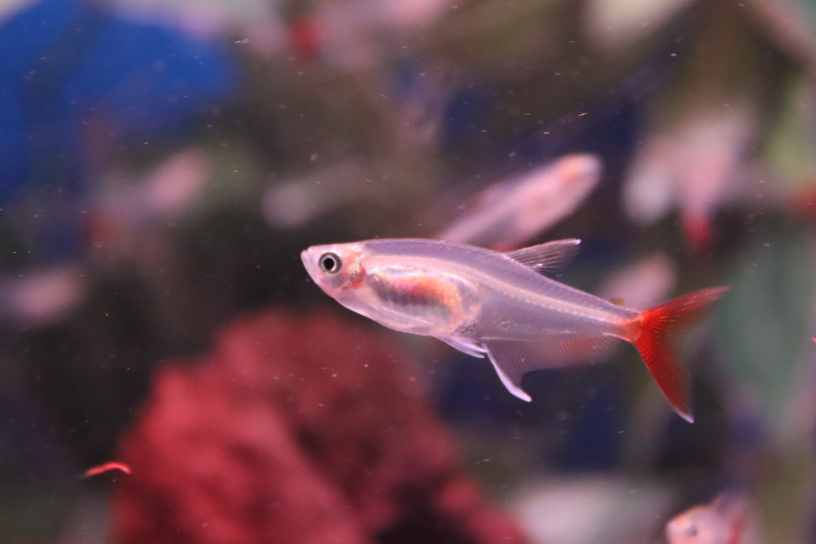 Glass bloodfin tetra (Prionobrama filigera)