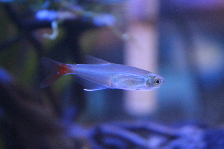 Glass bloodfin tetra (Prionobrama filigera)