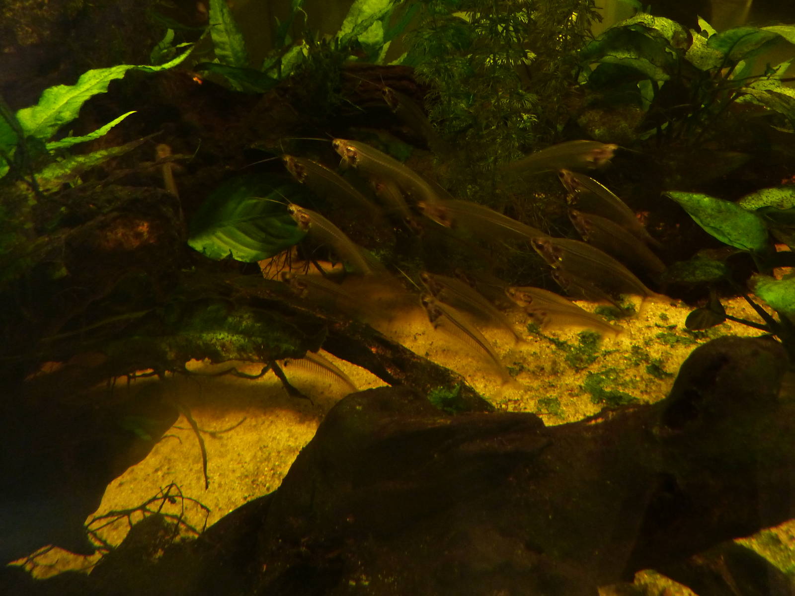 Glass catfish, 7th April 2012.