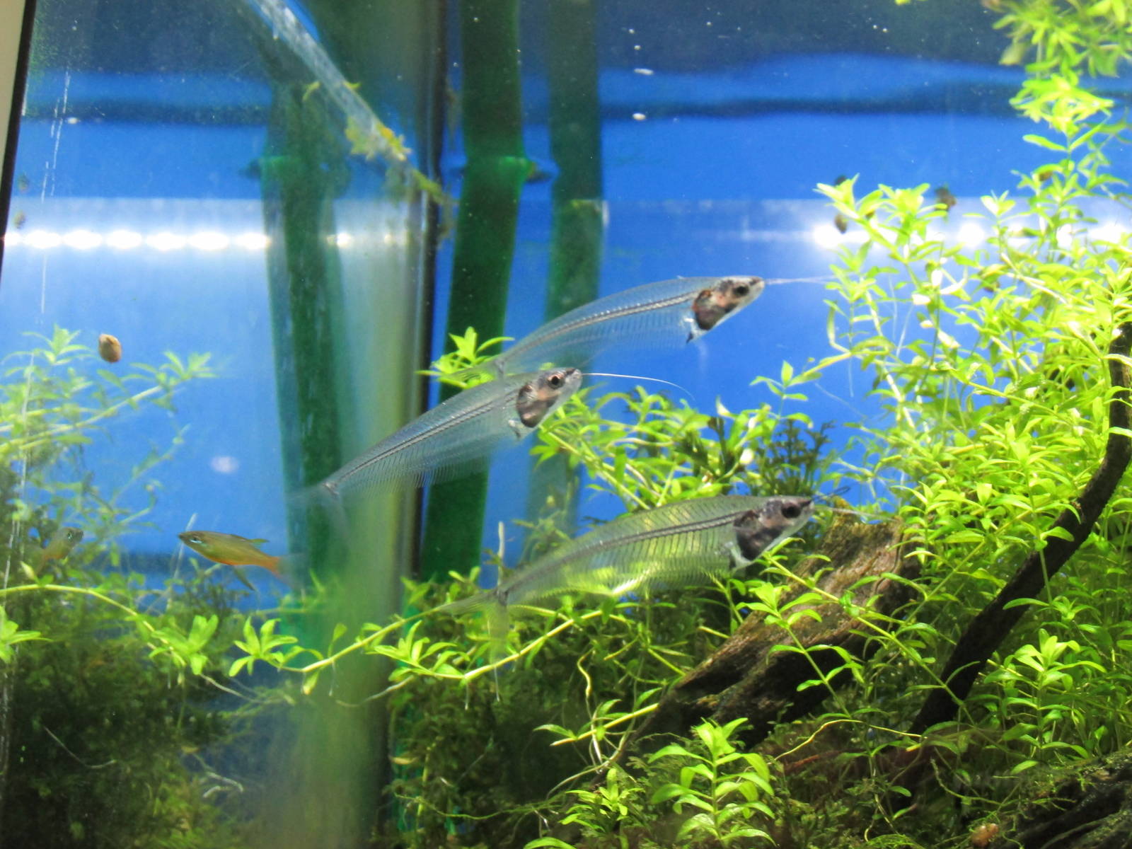 glass catfish barcelona aquarium