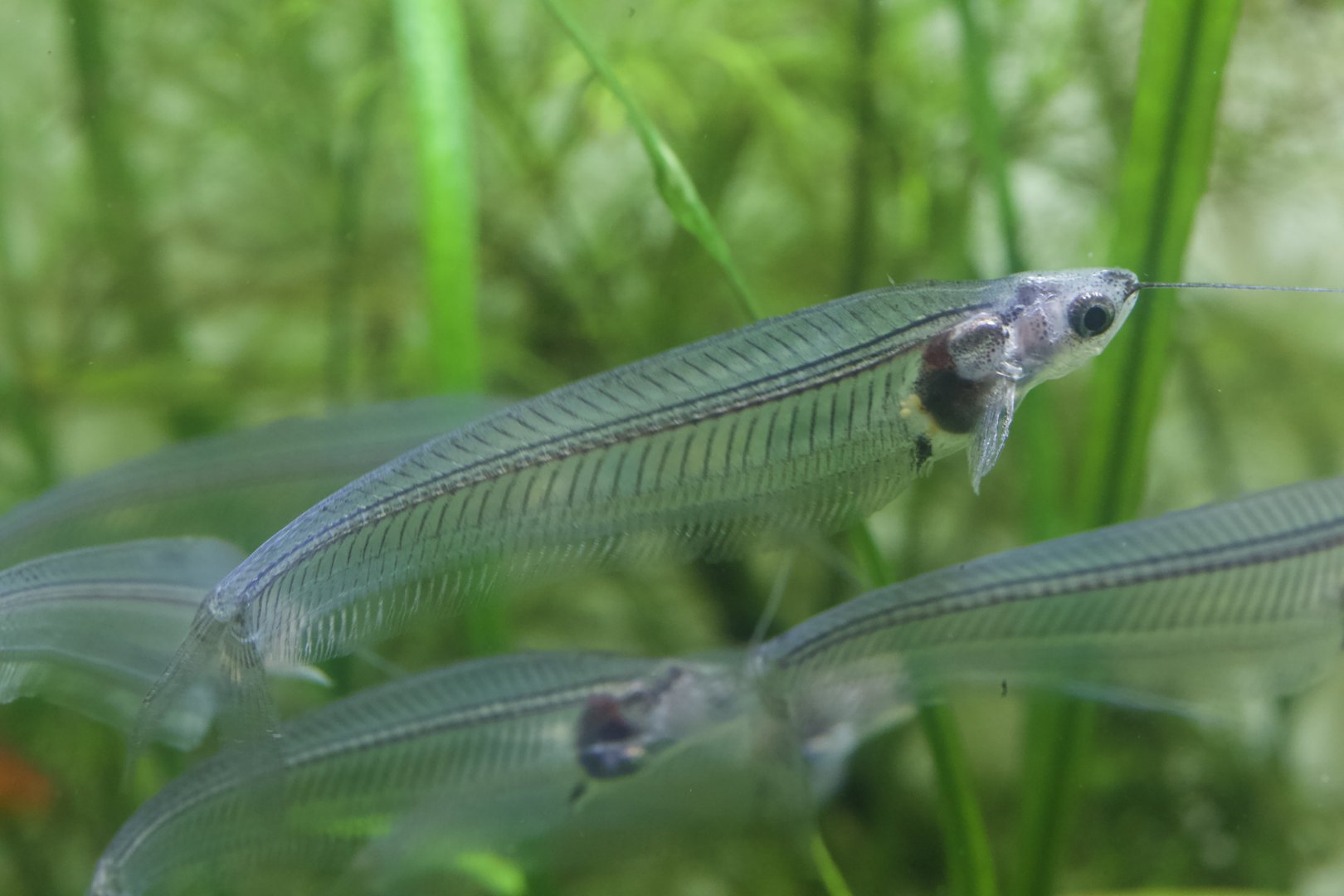 Glass Catfish/ Kryptopterus bicirrhis