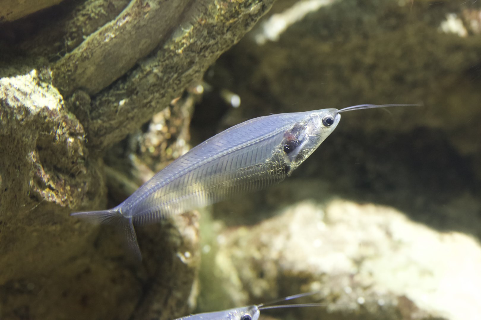 Glass Catfish/ Kryptopterus bicirrhis