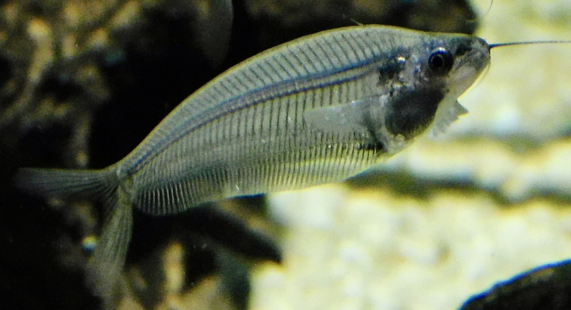 Glass Catfish (Kryptopterus vitreolus) - Kawasui Kawasaki Aquarium November 19, 2025